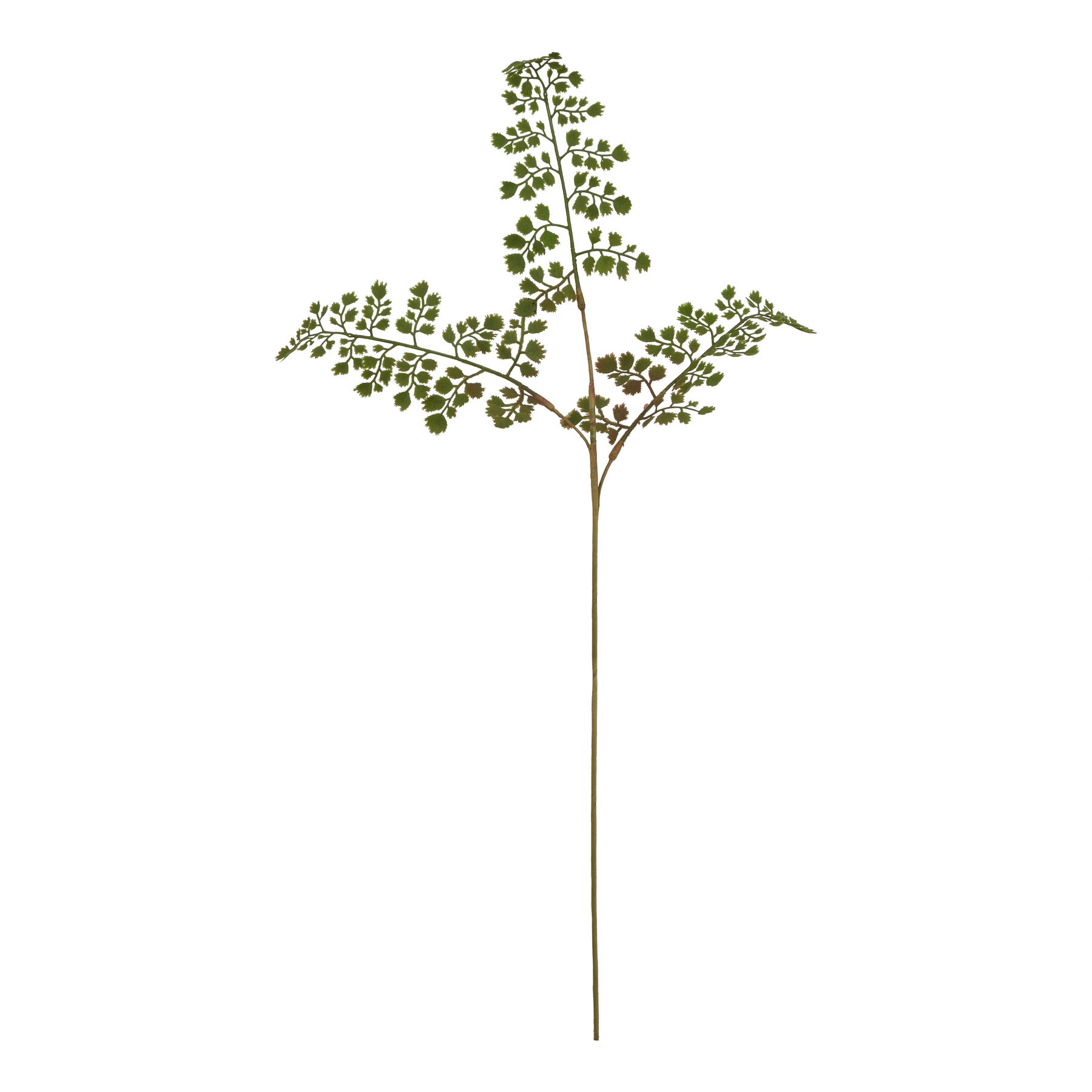 The Natural Garden Collection Maidenhair Fern Stem - Image 1