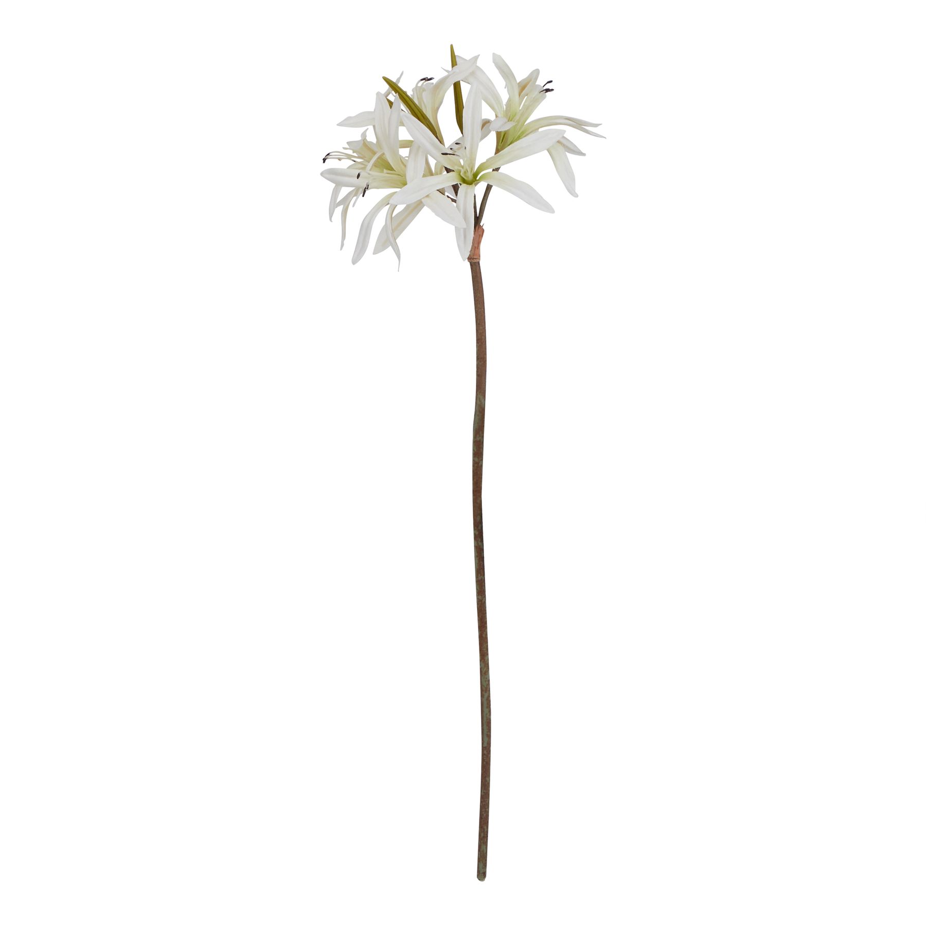 The Natural Garden Collection White Nerine Lily Stem - Image 1