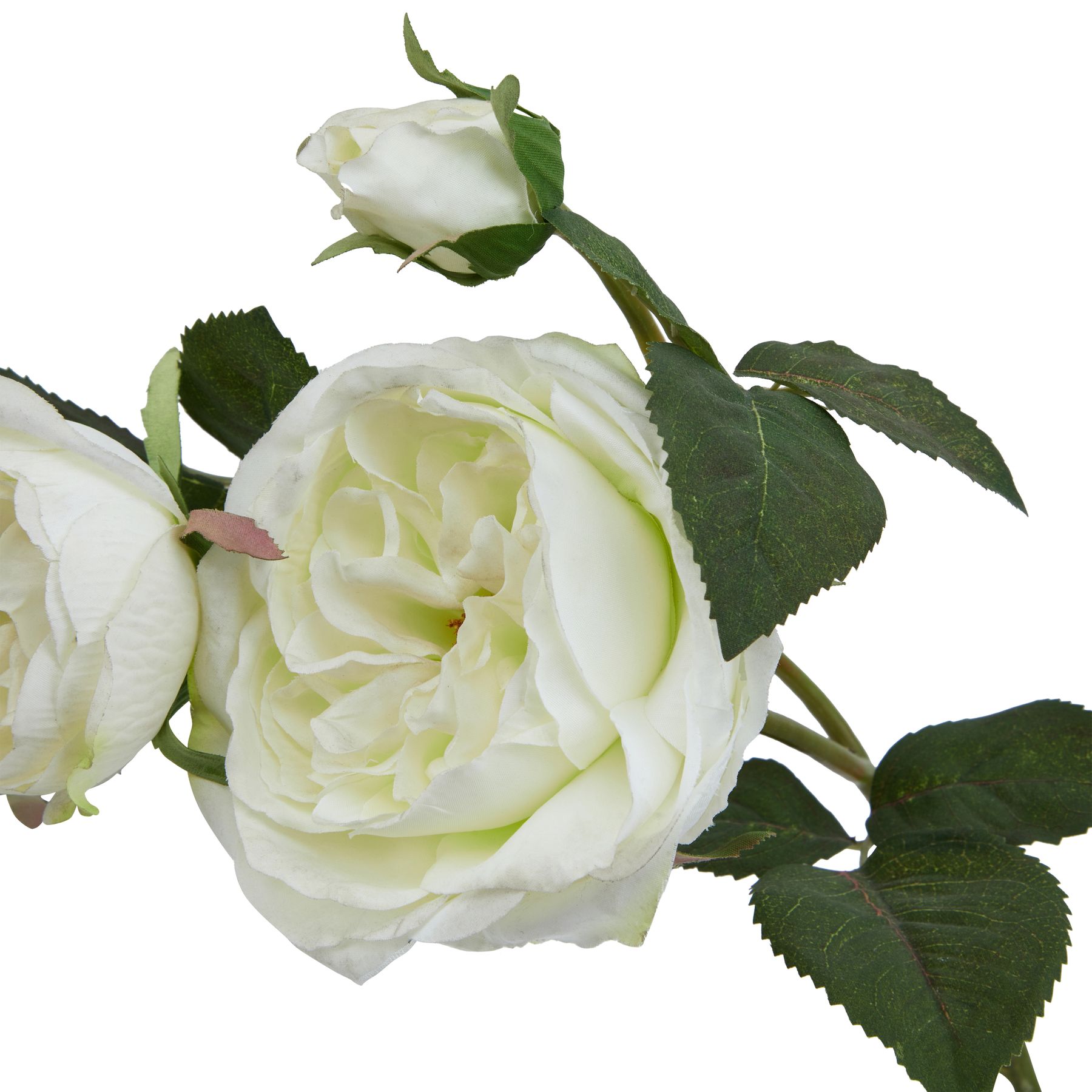 The Natural Garden Collection White Charity Rose - Image 2