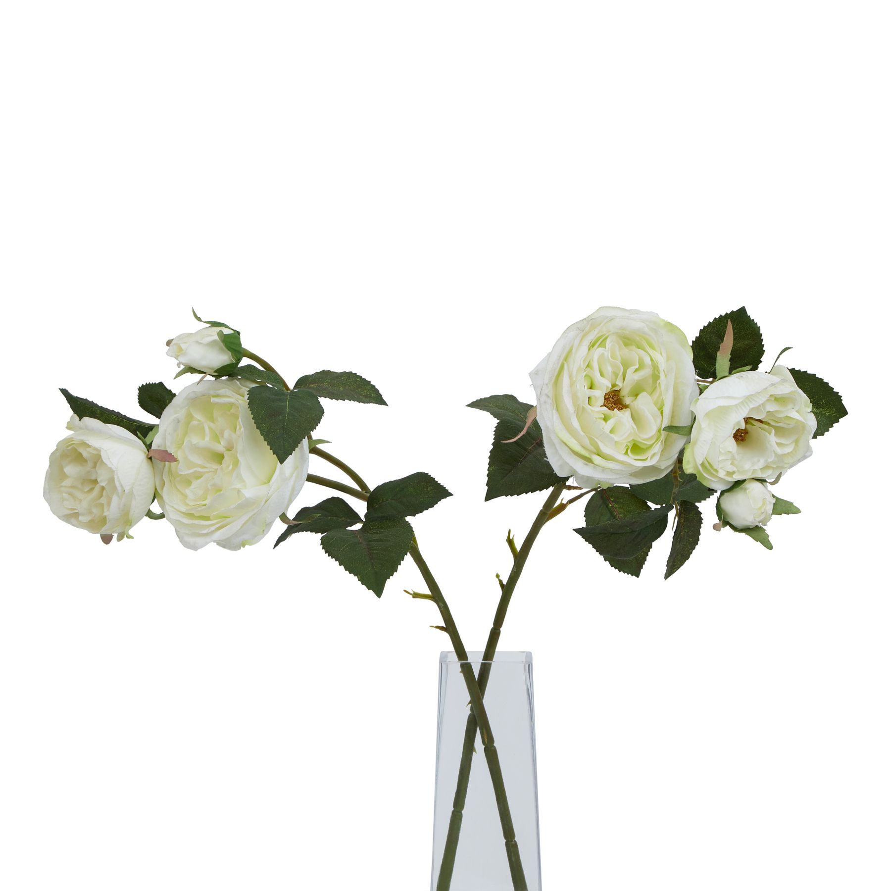 The Natural Garden Collection White Charity Rose - Image 3