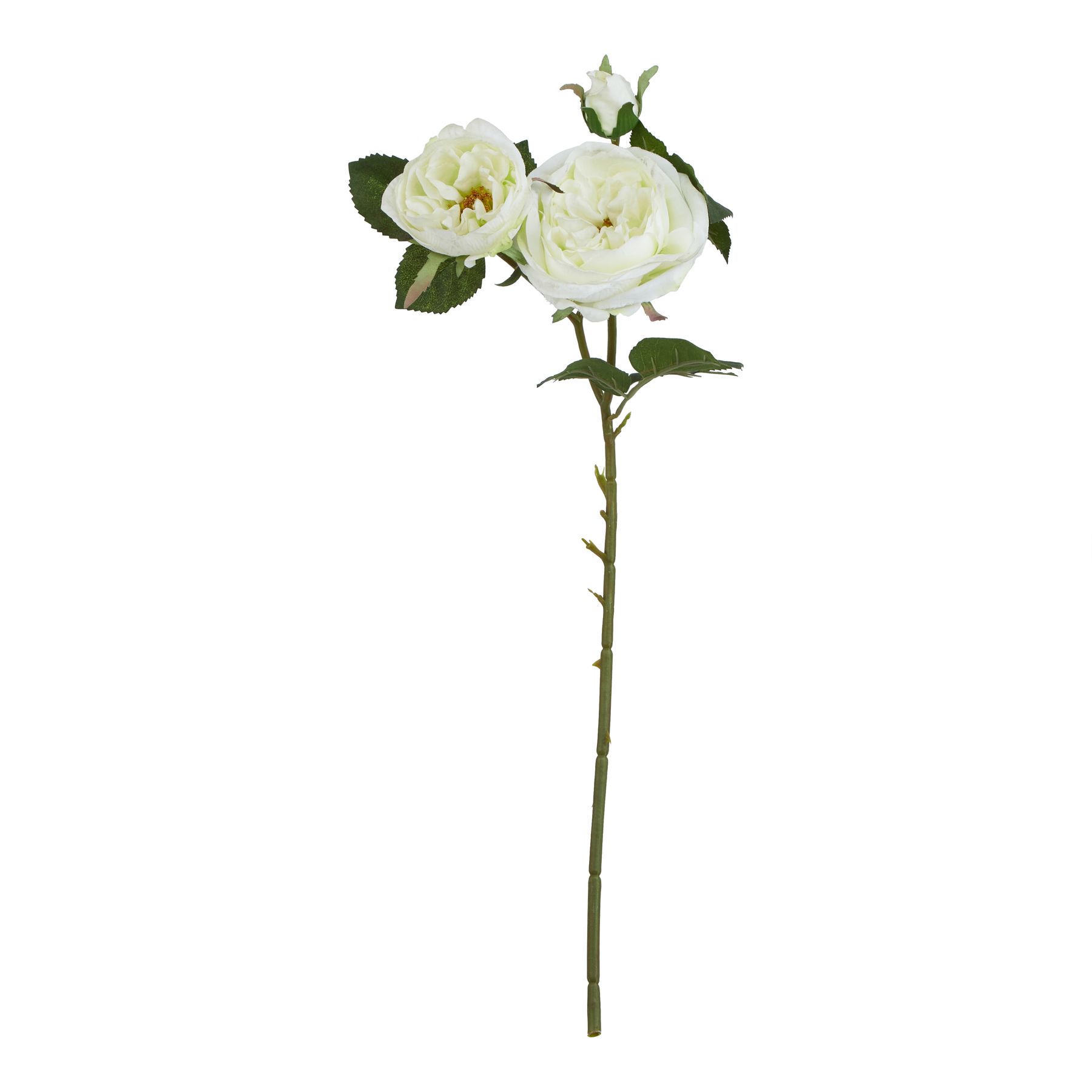 The Natural Garden Collection White Charity Rose - Image 1
