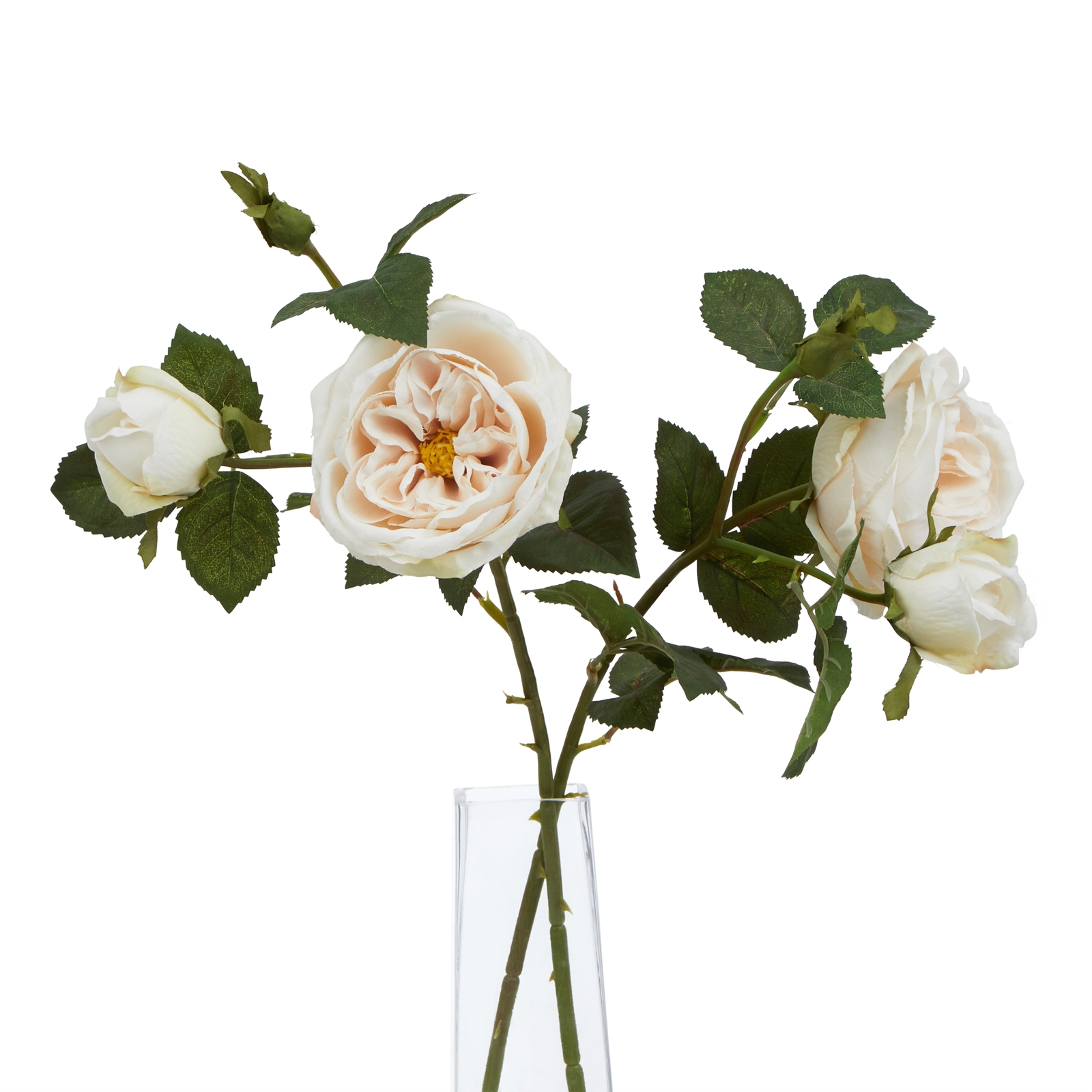 The Natural Garden Collection Palest Blush Charity Rose - Image 5