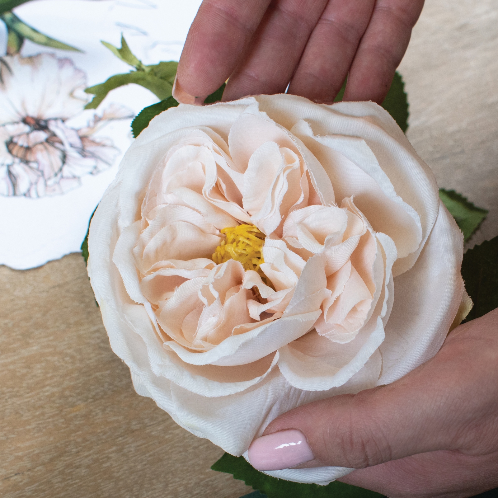 The Natural Garden Collection Palest Blush Charity Rose - Image 6