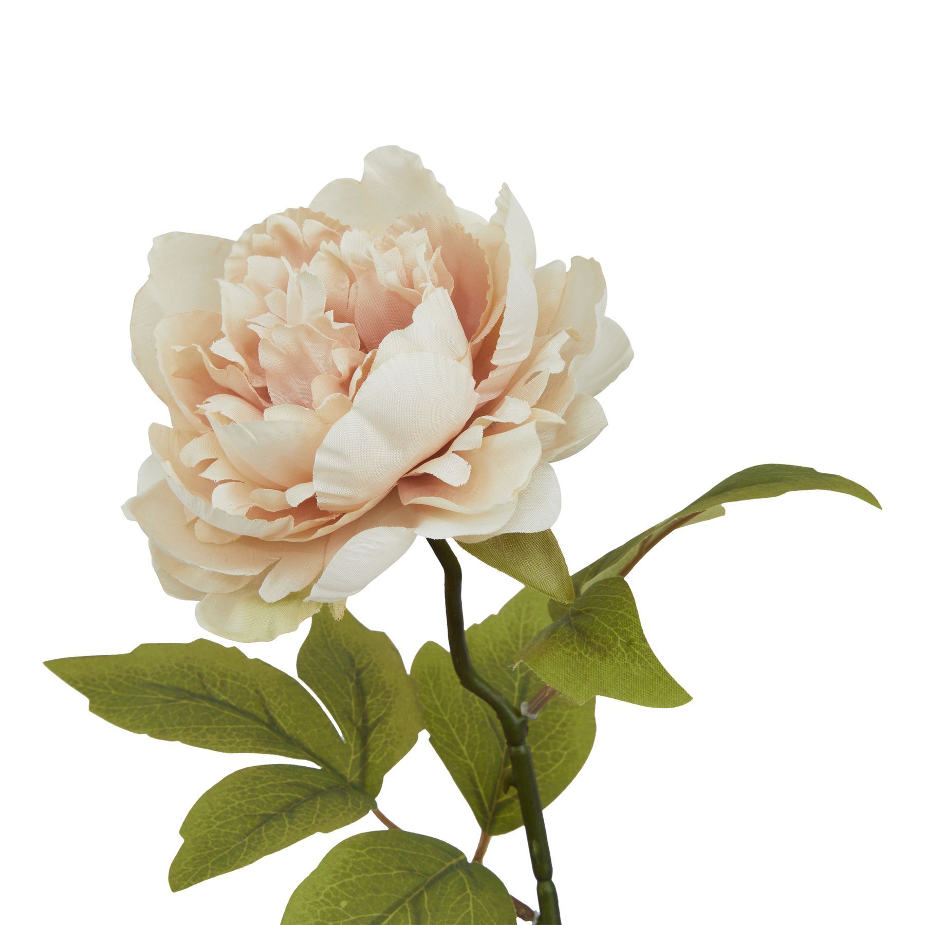 The Natural Garden Collection Blush Peony - Image 2