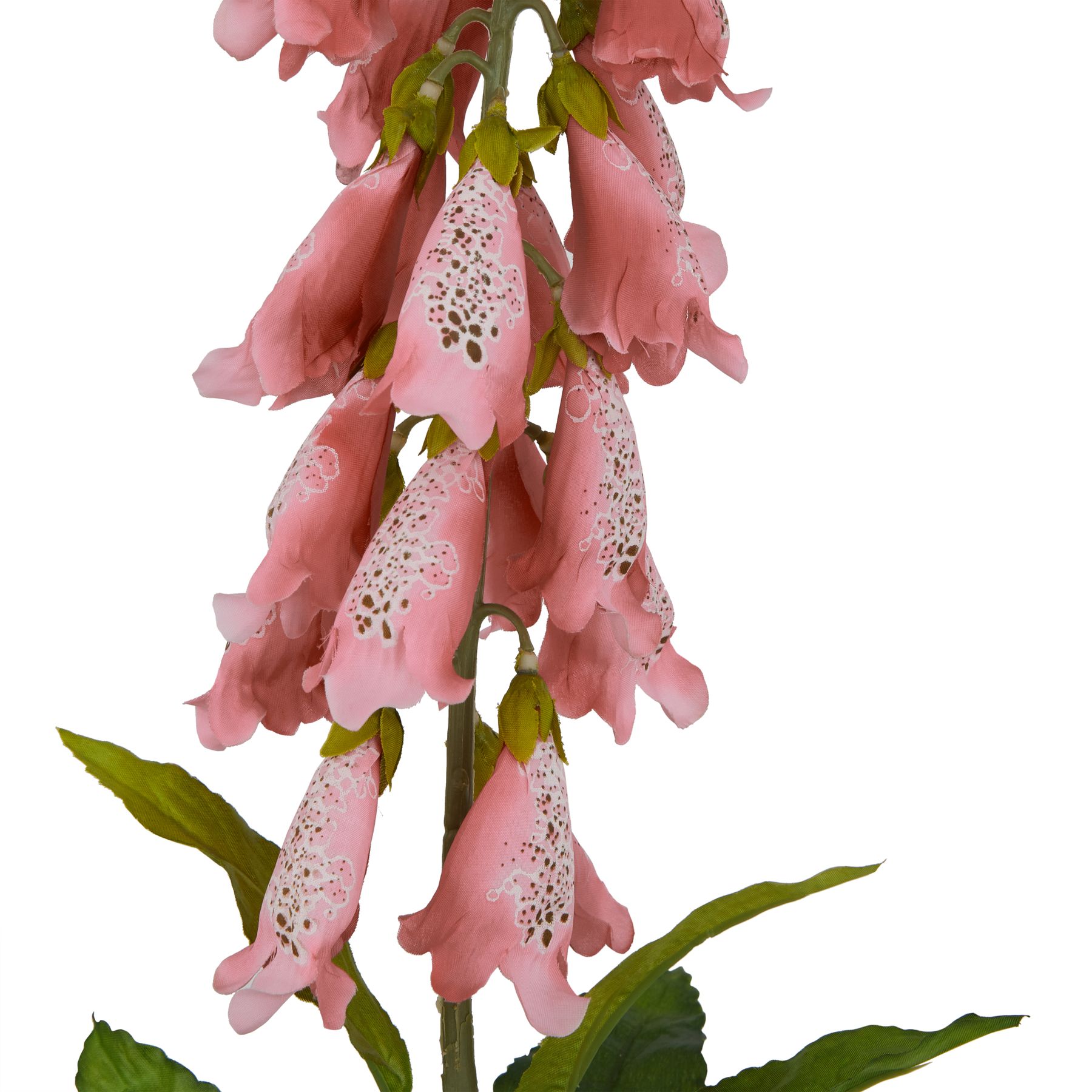 The Natural Garden Collection Pale Pink Foxglove - Image 2