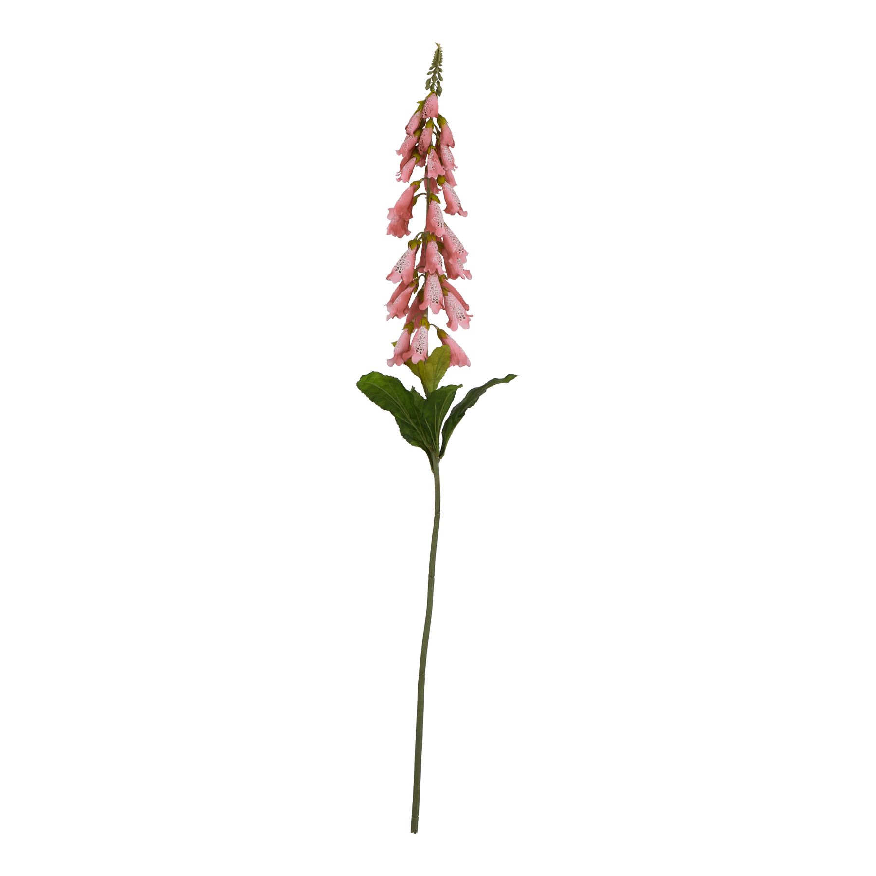 The Natural Garden Collection Pale Pink Foxglove - Image 1