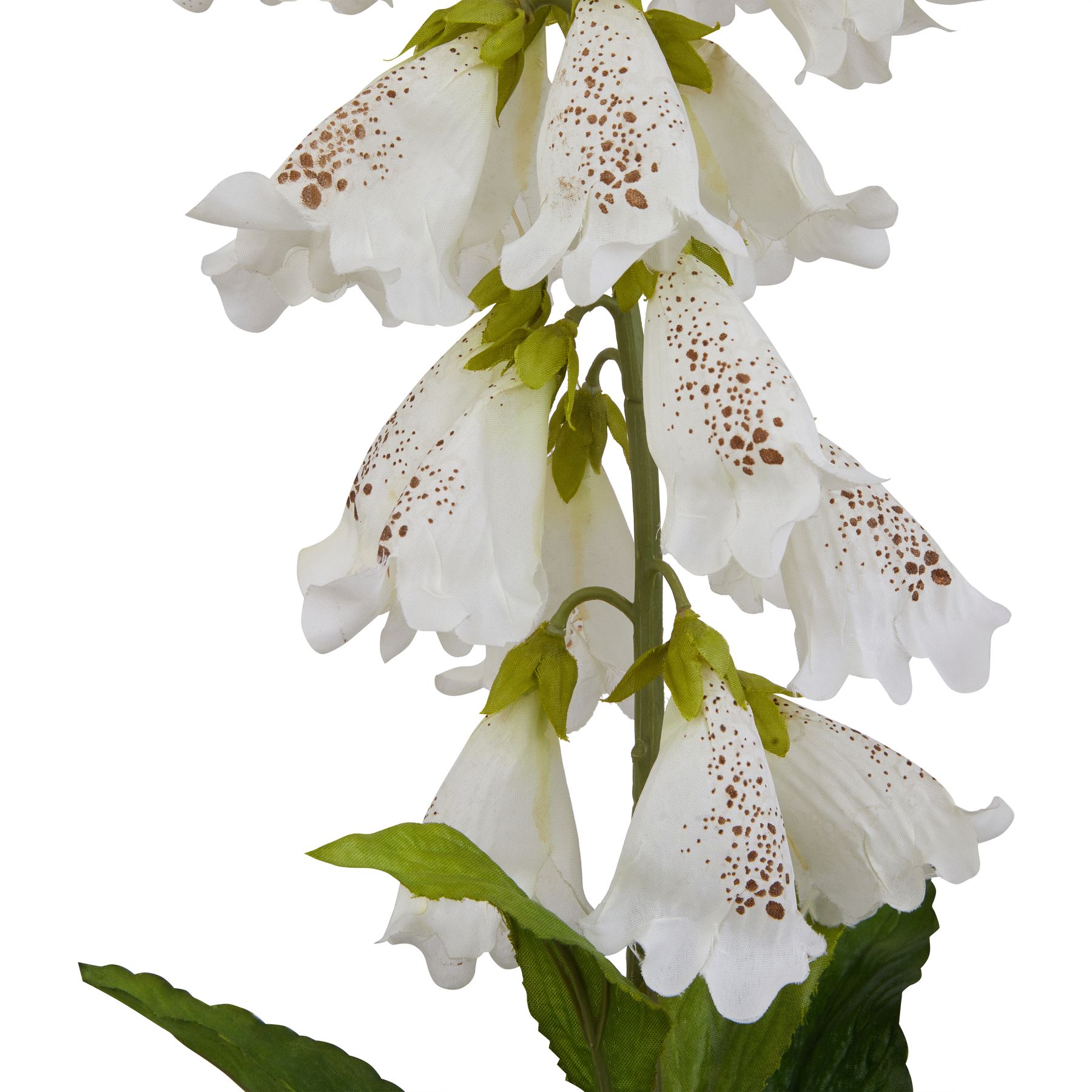 The Natural Garden Collection White Foxglove - Image 2