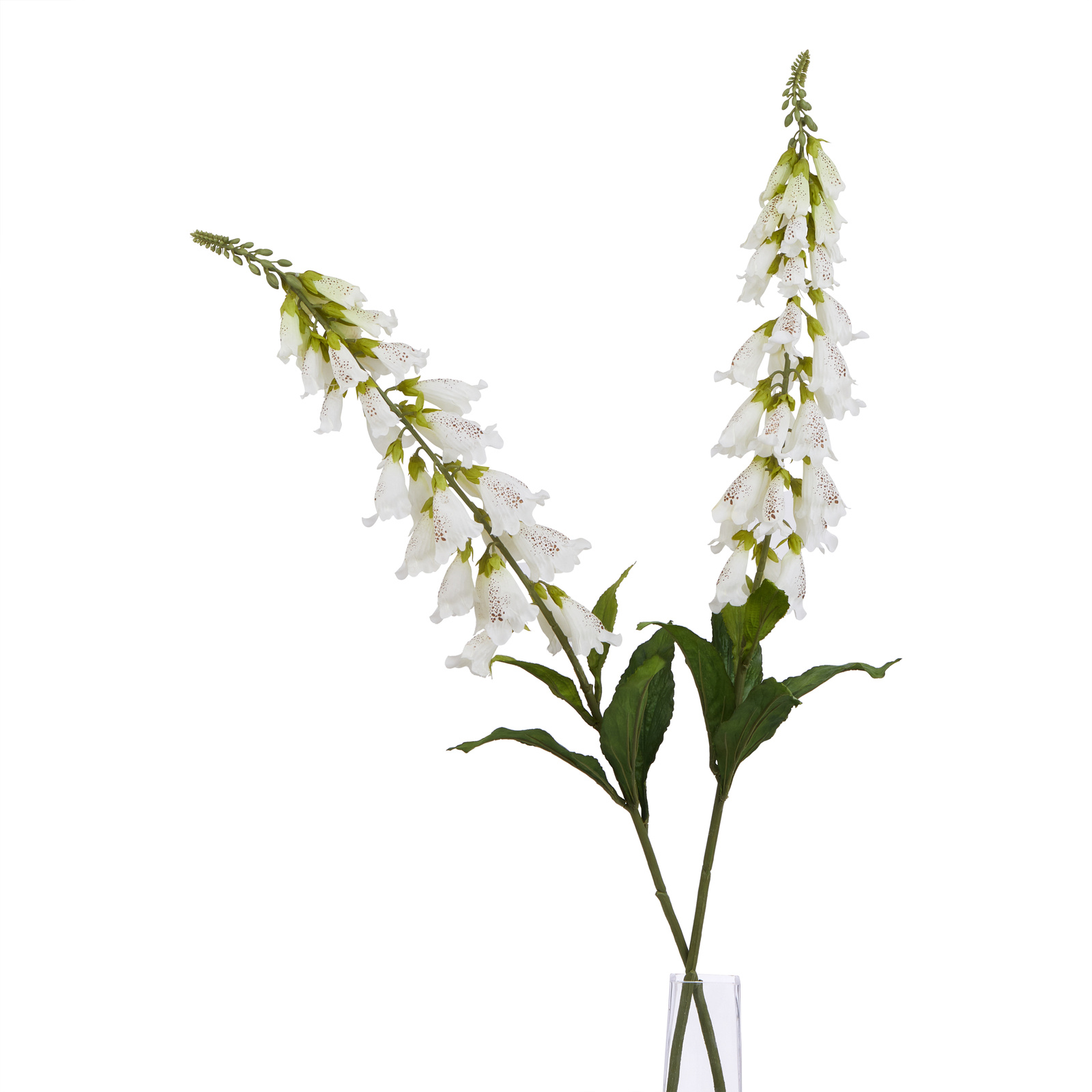 The Natural Garden Collection White Foxglove - Image 4