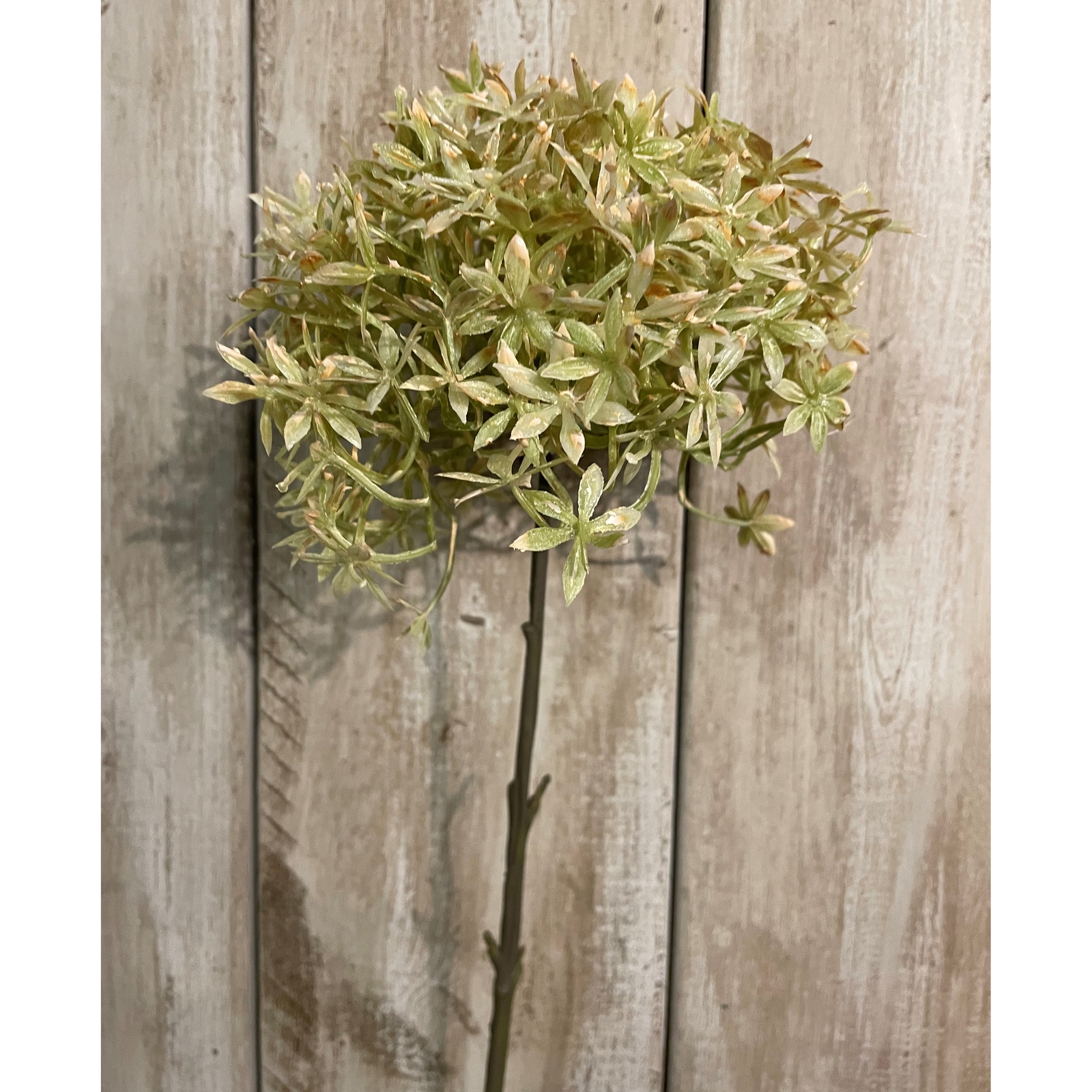 Coffee Allium - Image 1