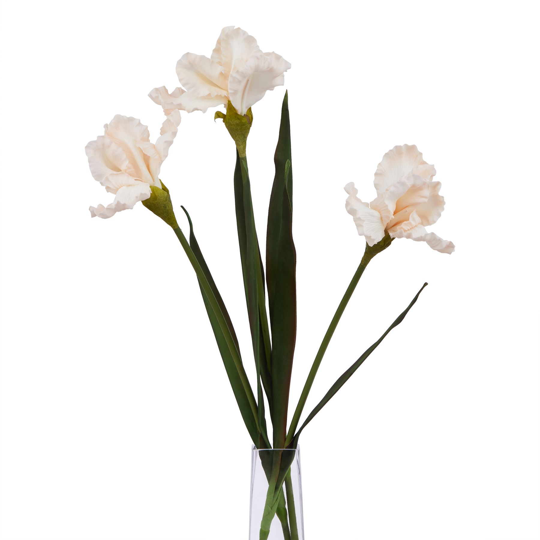 The Natural Garden Collection Pale Apricot Fringed Iris - Image 3