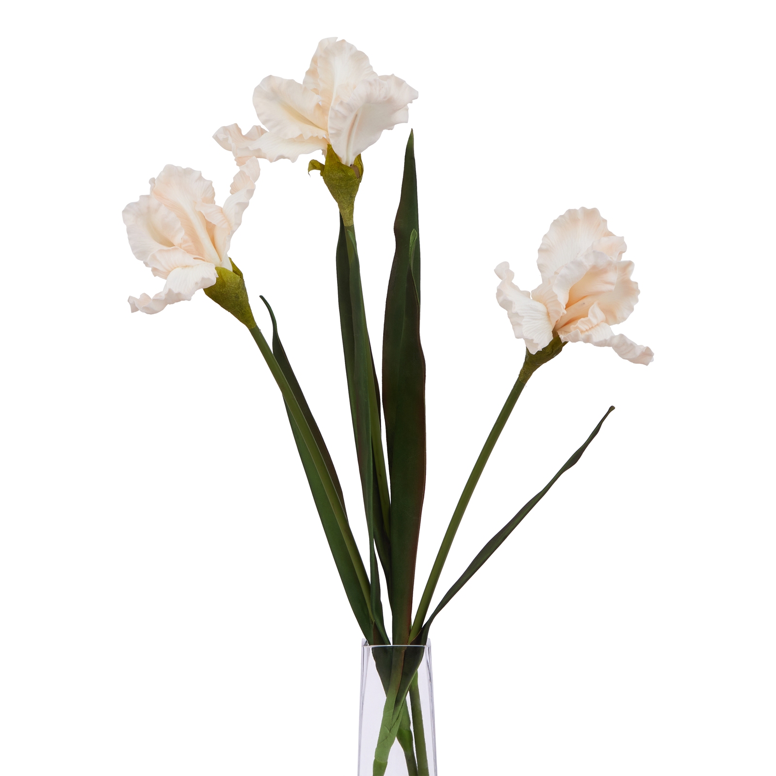 The Natural Garden Collection Pale Apricot Fringed Iris - Image 5
