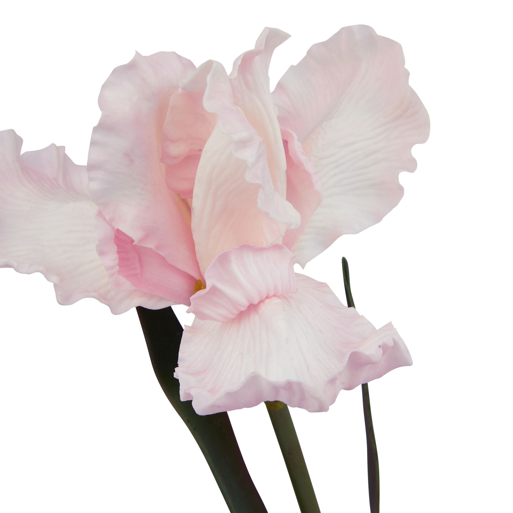 The Natural Garden Collection Pale Pink Fringed Iris - Image 2