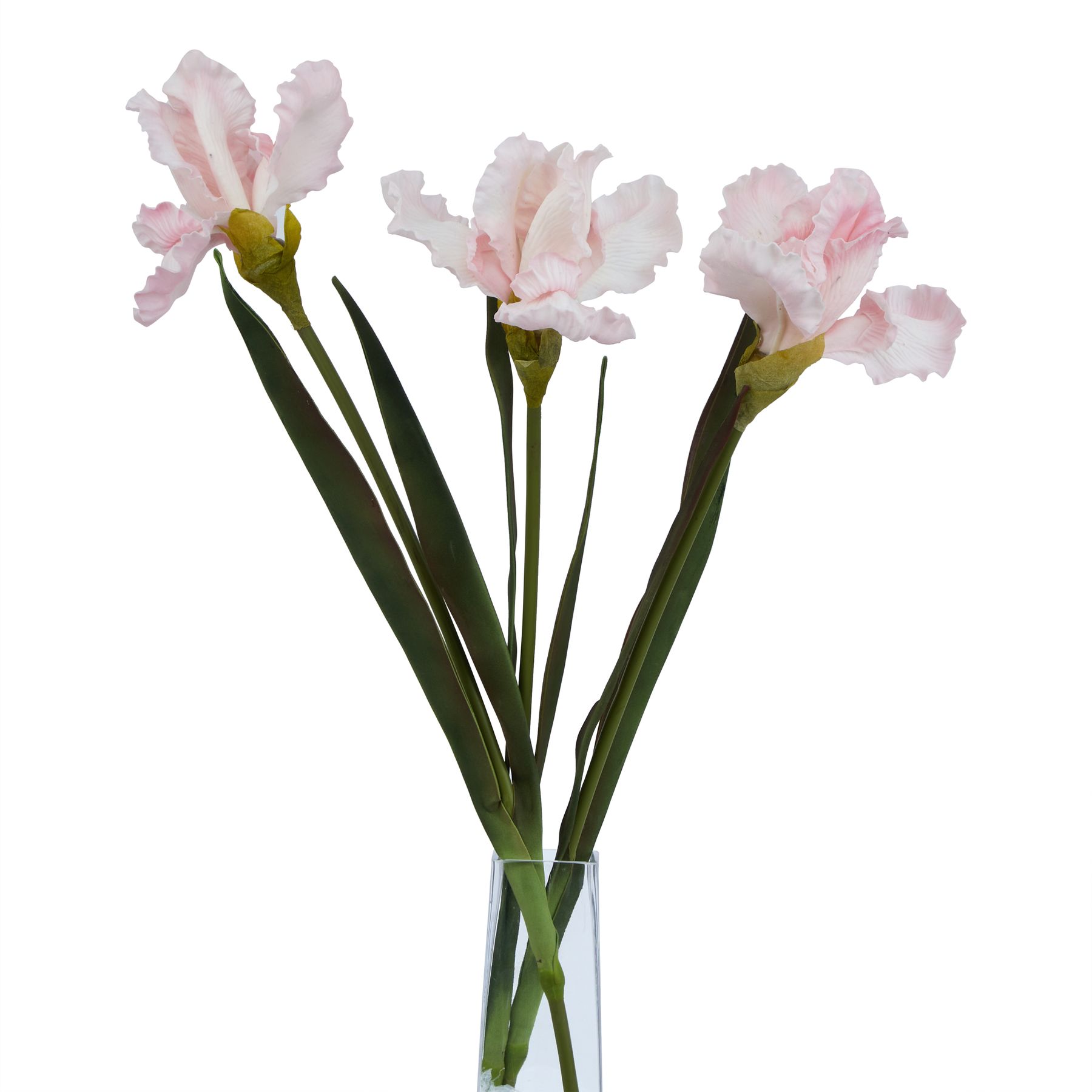 The Natural Garden Collection Pale Pink Fringed Iris - Image 3