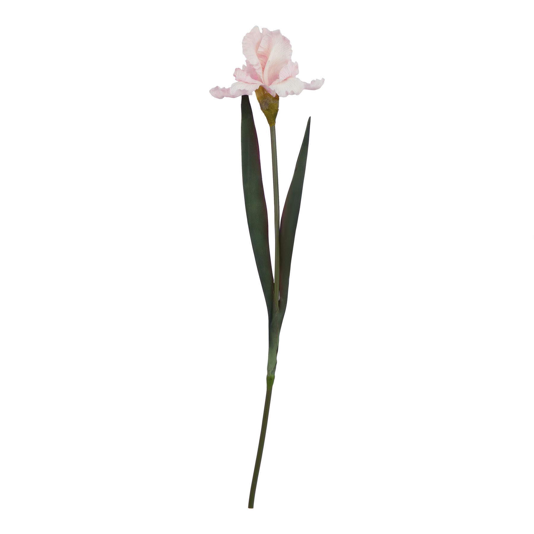 The Natural Garden Collection Pale Pink Fringed Iris - Image 1