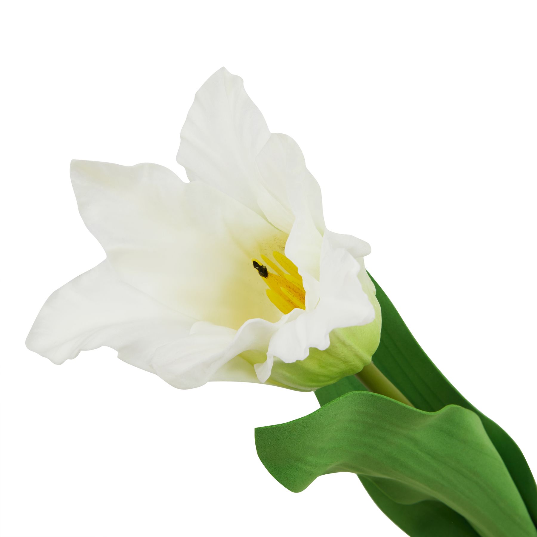 The Natural Garden Collection White Parrot Tulip - Image 2