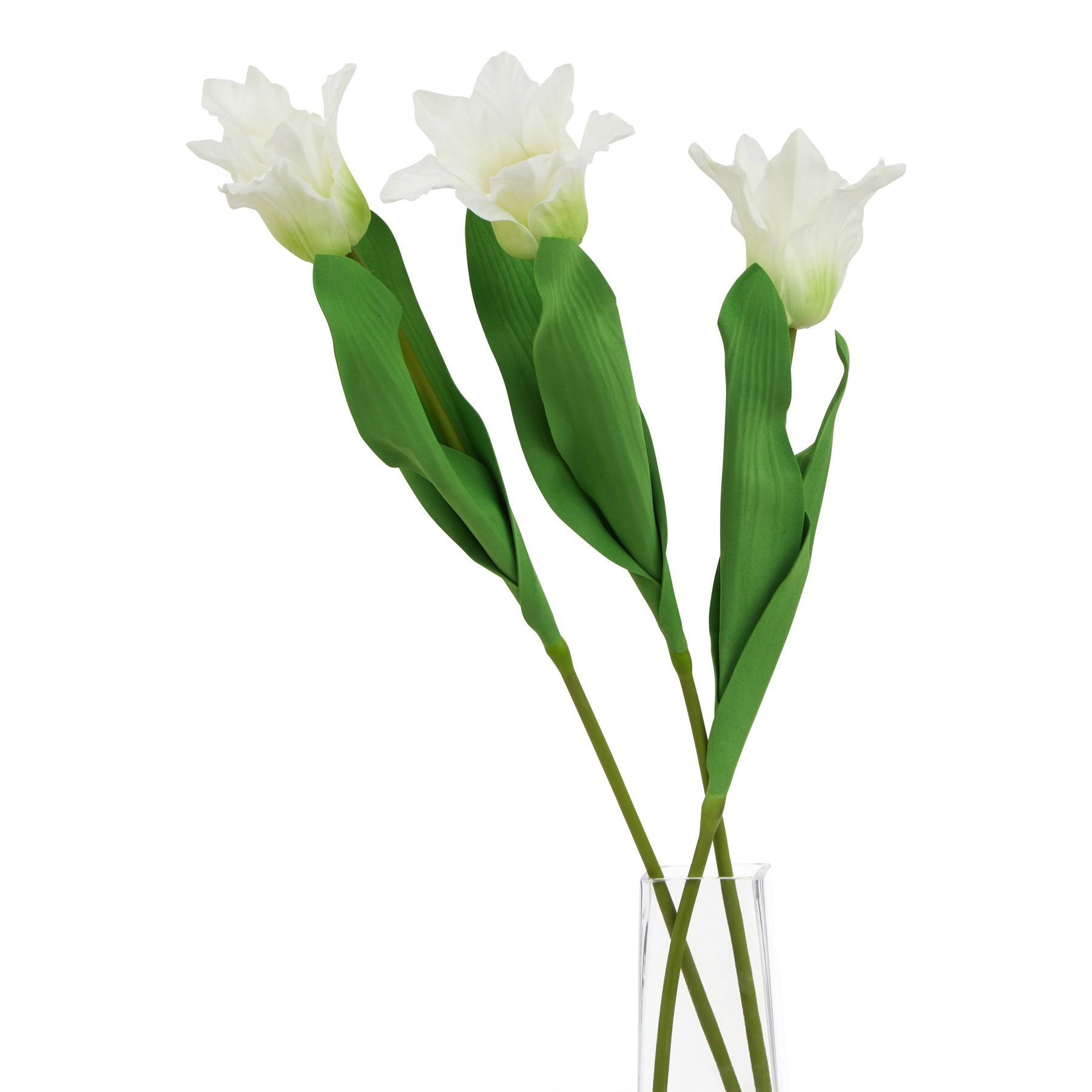 The Natural Garden Collection White Parrot Tulip - Image 3