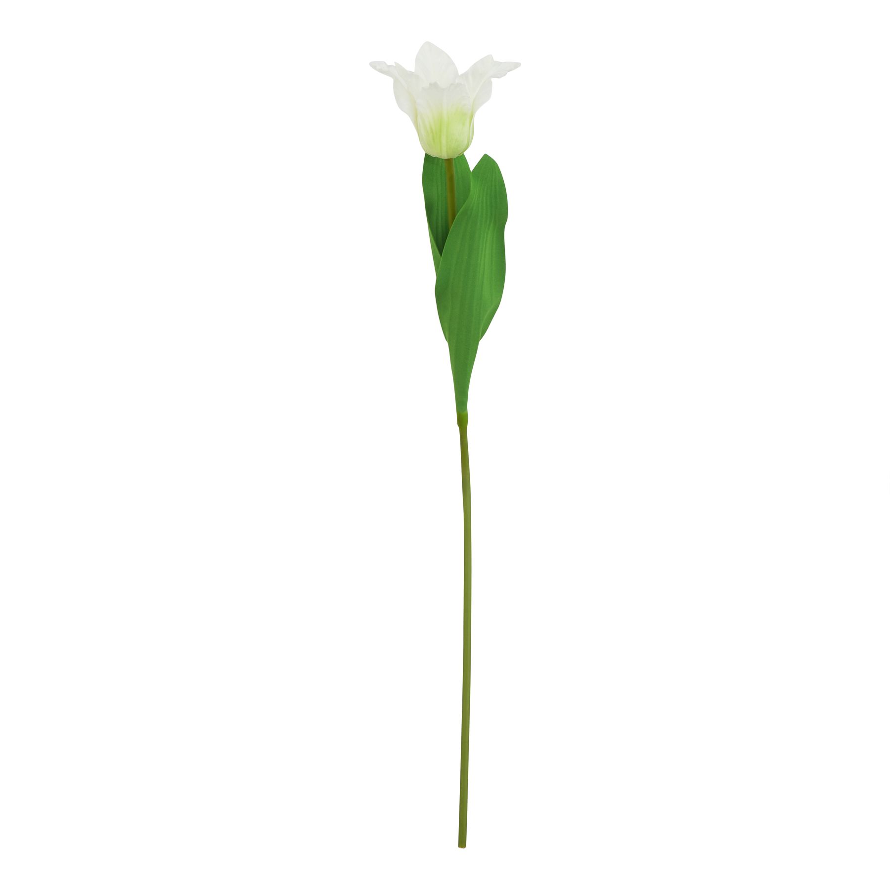 The Natural Garden Collection White Parrot Tulip - Image 1