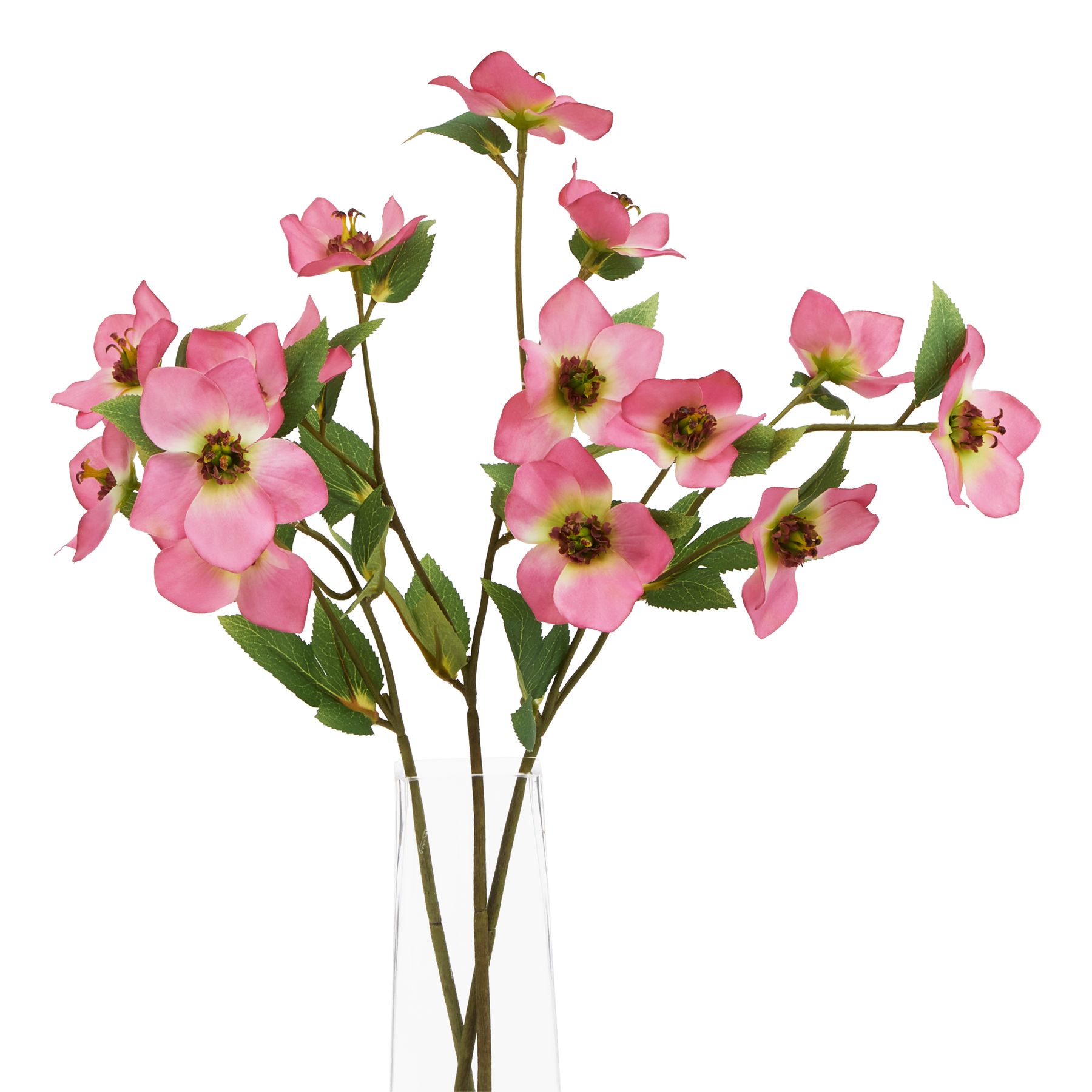 The Natural Garden Collection Pink Varigated Hellibore - Image 3