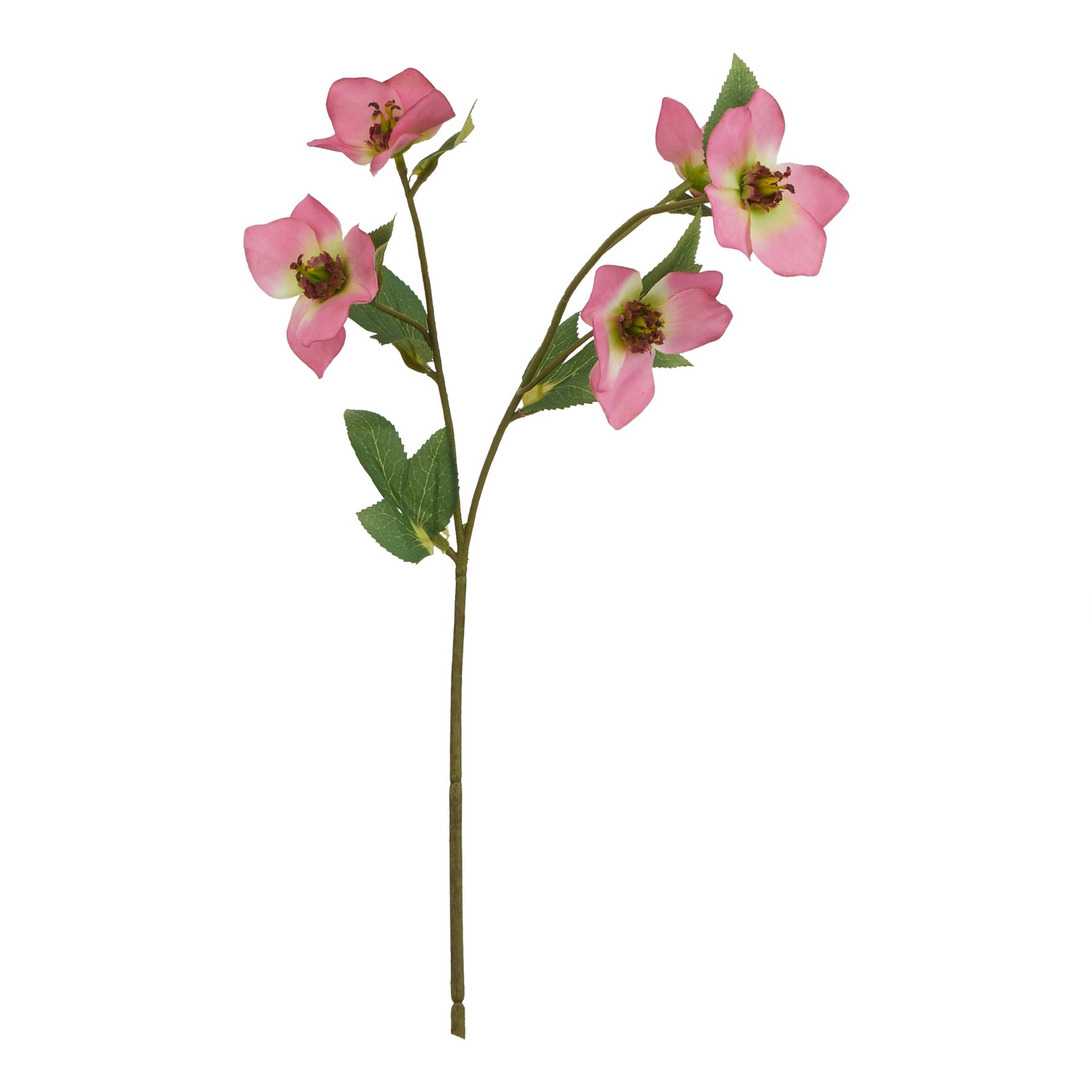 The Natural Garden Collection Pink Varigated Hellibore - Image 1