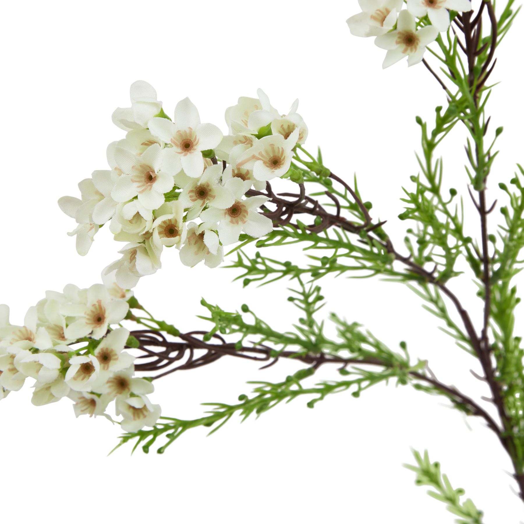The Natural Garden Collection White Waxflower - Image 2