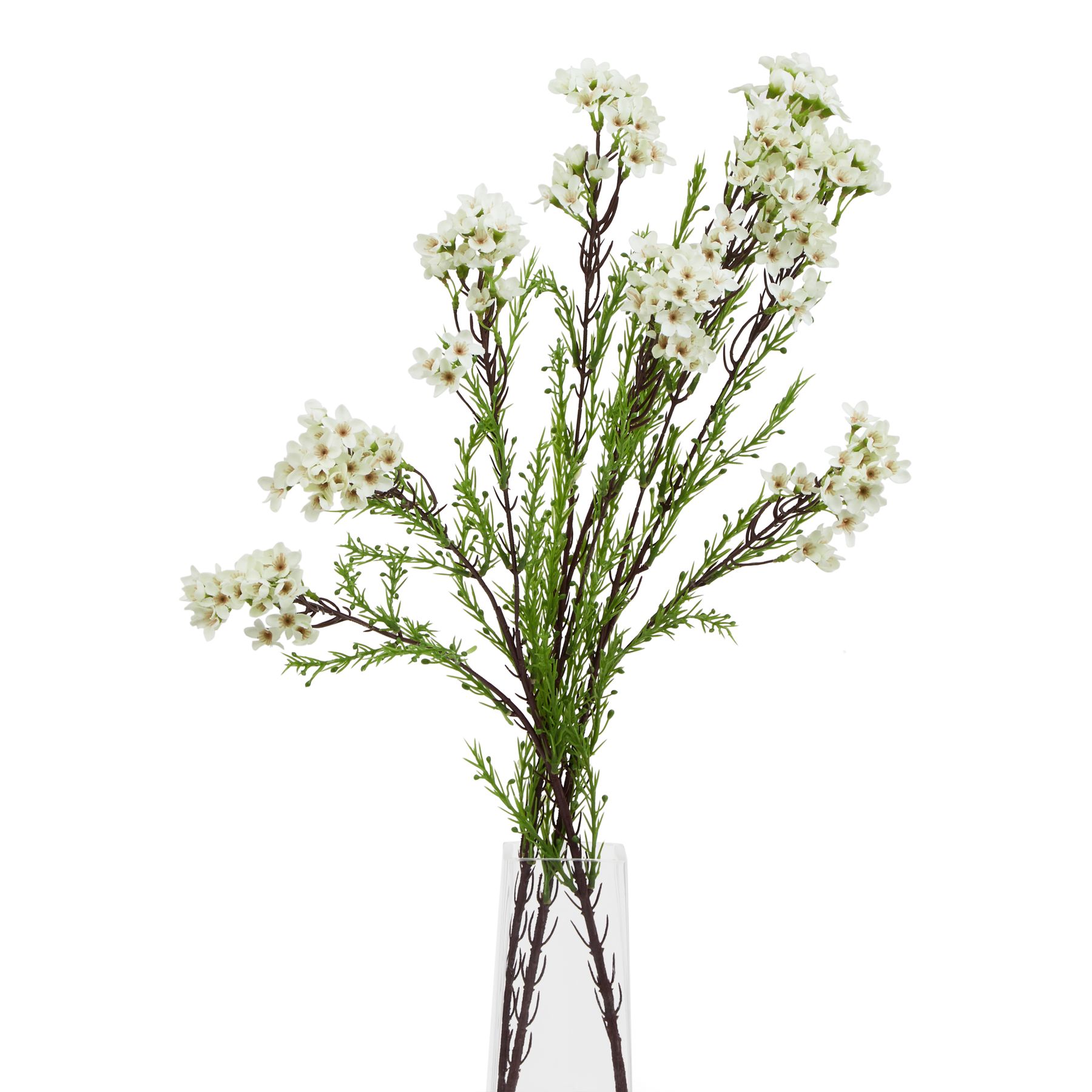 The Natural Garden Collection White Waxflower - Image 3