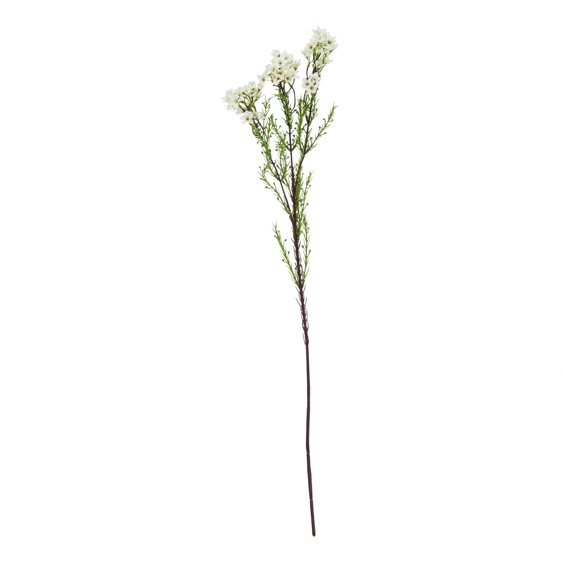 The Natural Garden Collection White Waxflower - Image 1