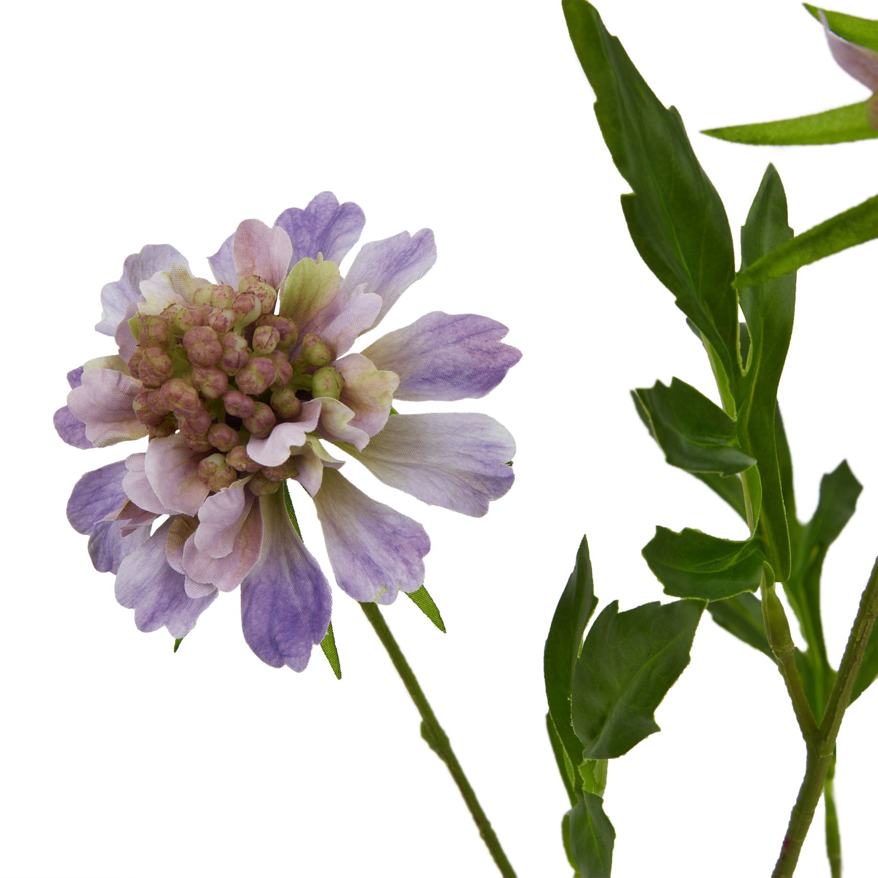 The Natural Garden Collection Purple Scabious Stem - Image 2