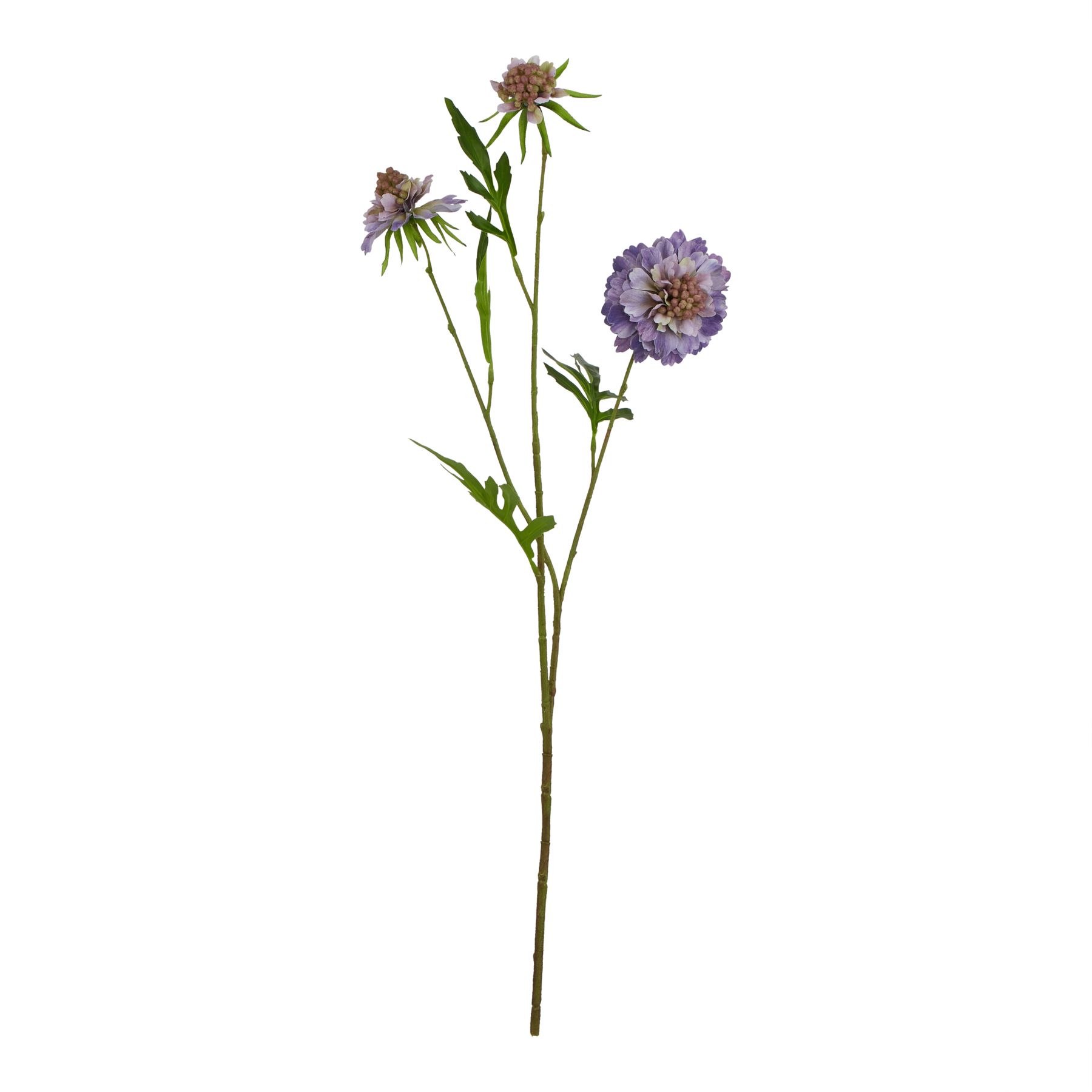 The Natural Garden Collection Purple Scabious Stem - Image 1