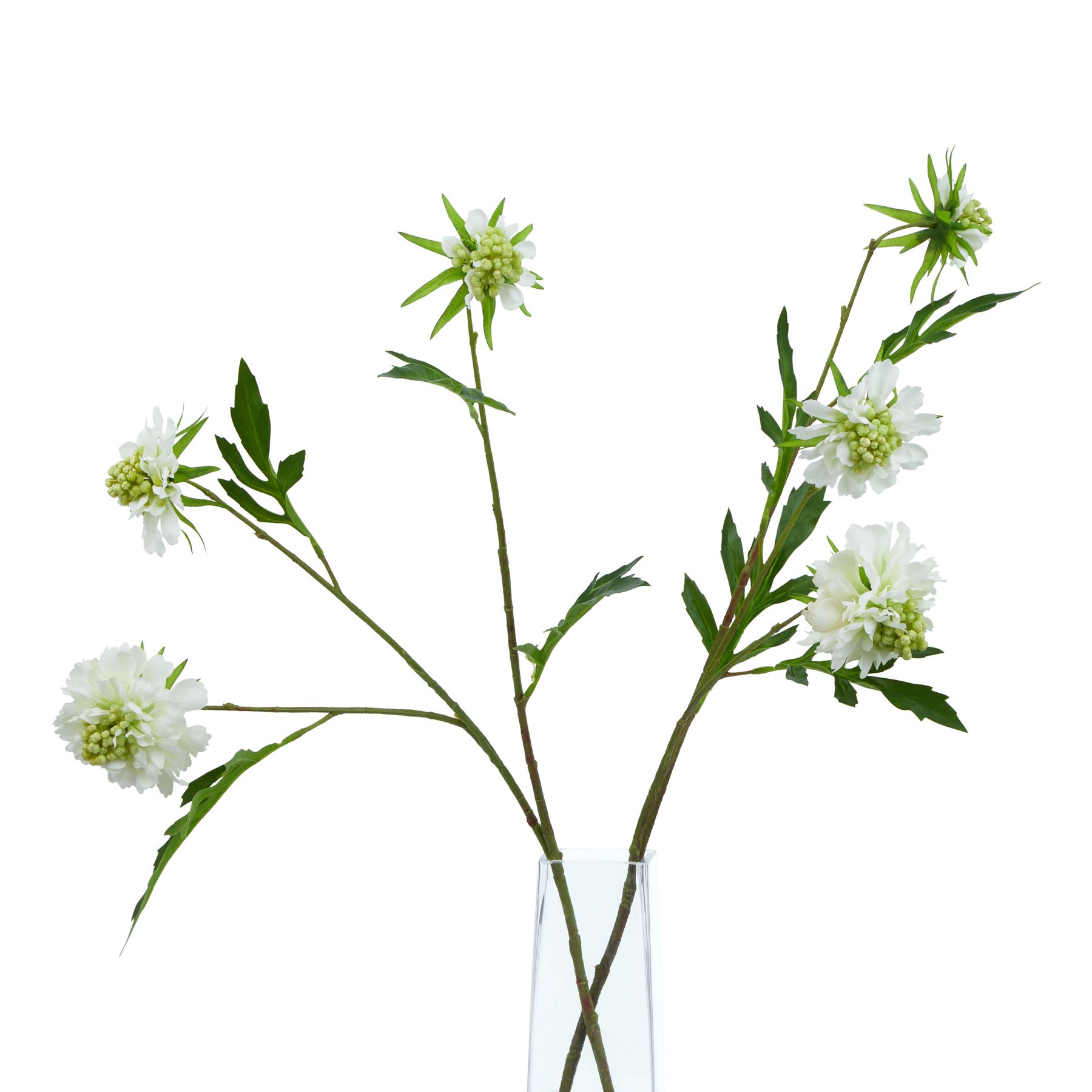 The Natural Garden Collection White Scabious Stem - Image 3