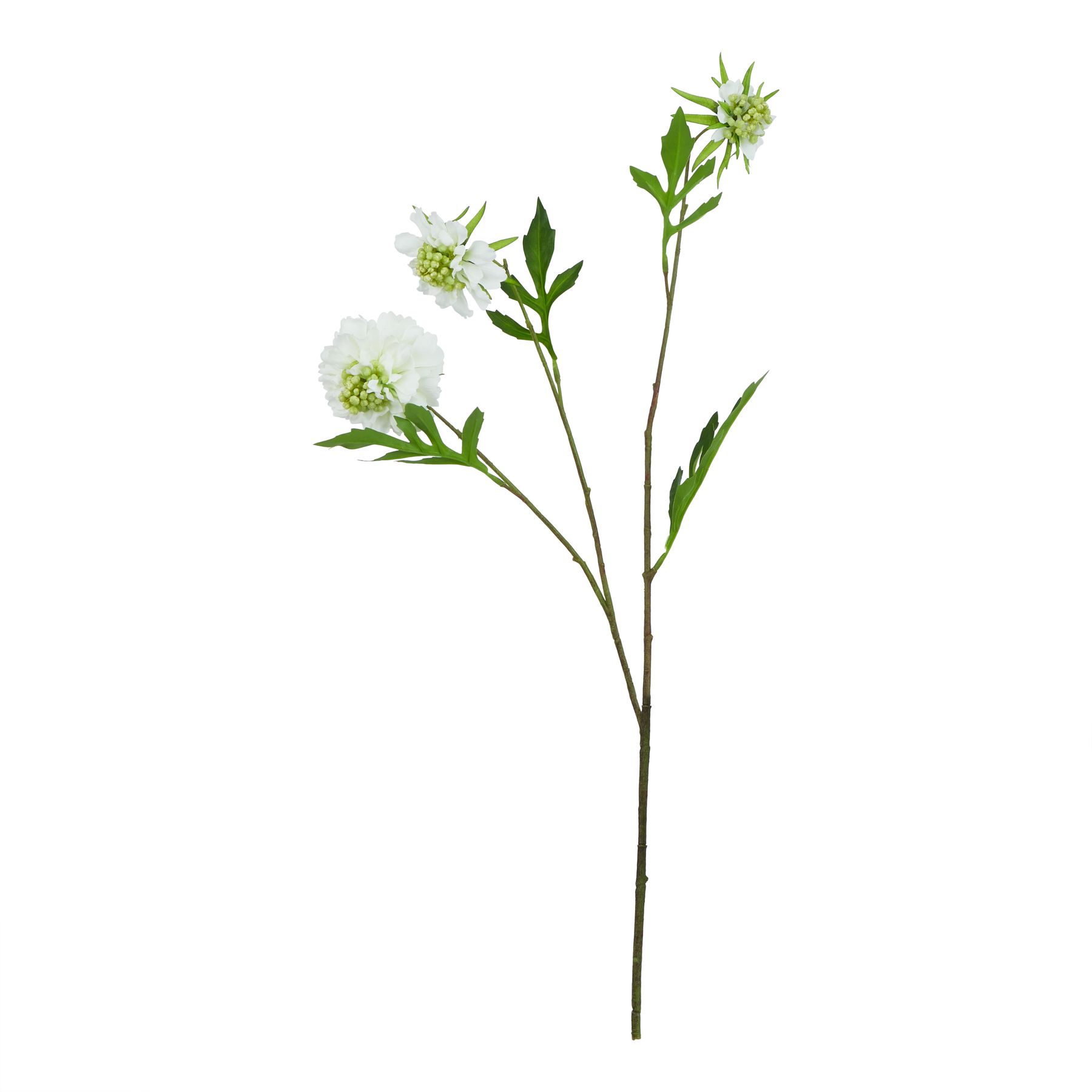 The Natural Garden Collection White Scabious Stem - Image 1