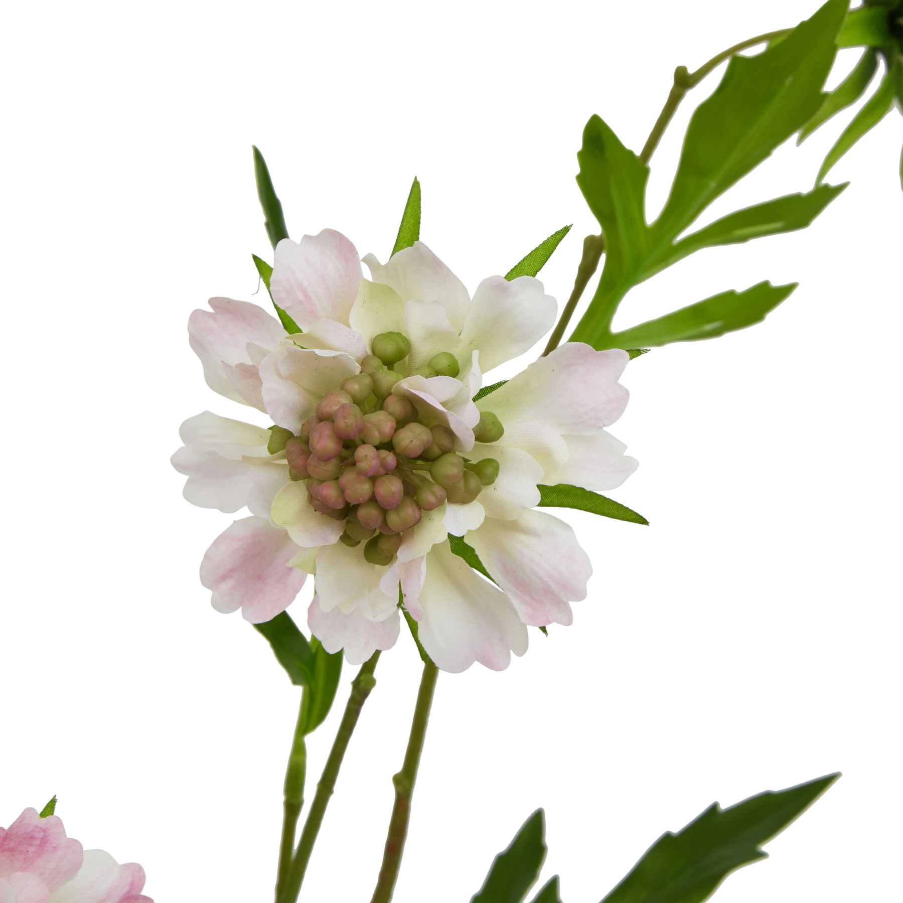 The Natural Garden Collection Pale Pink Scabious Stem - Image 2