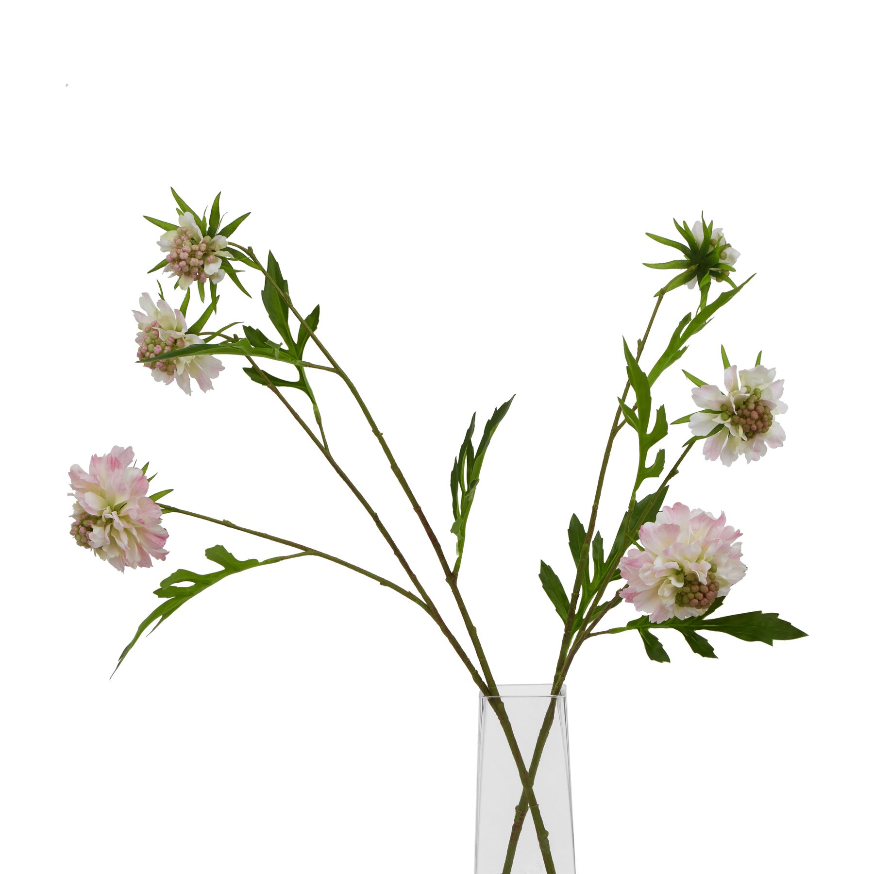 The Natural Garden Collection Pale Pink Scabious Stem - Image 3