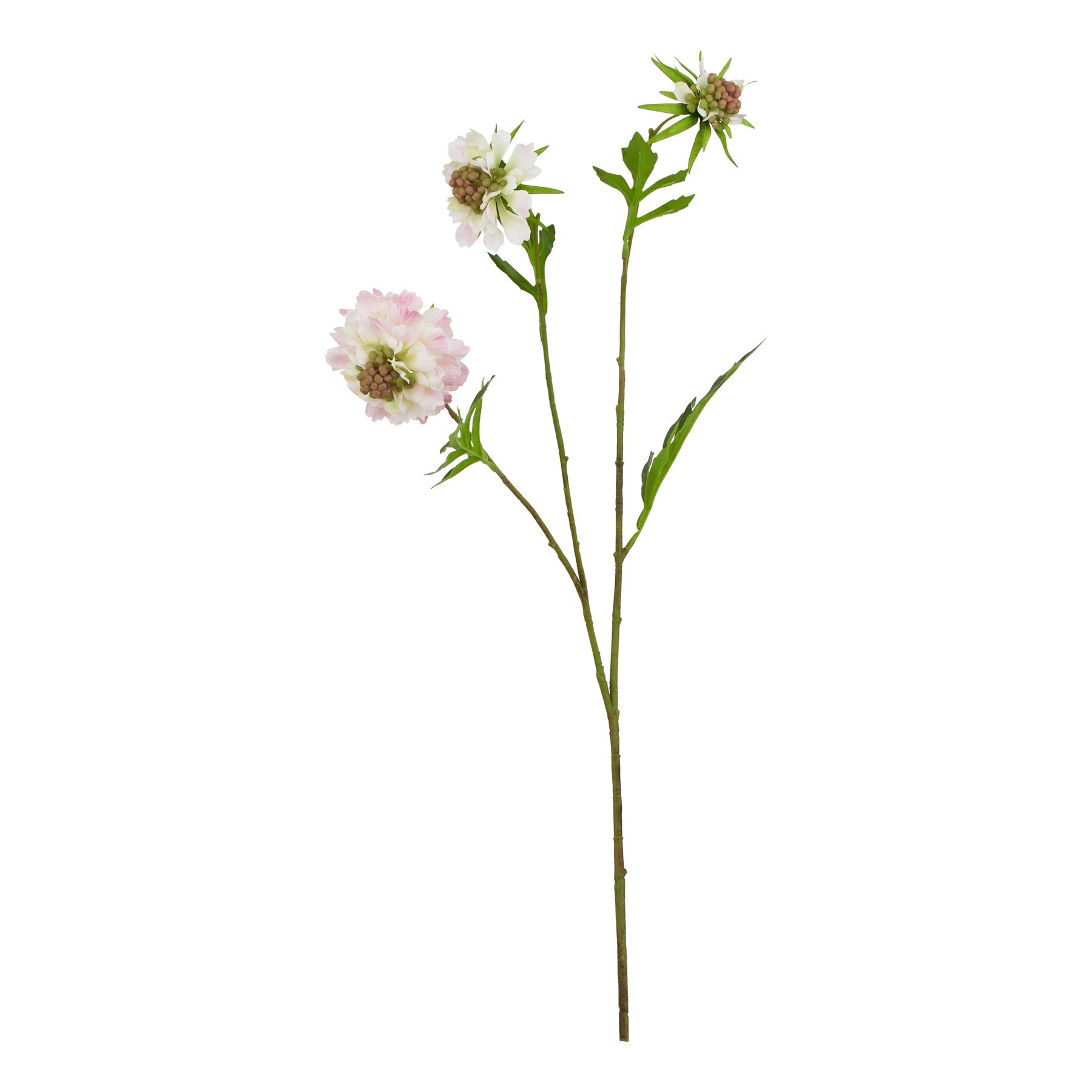 The Natural Garden Collection Pale Pink Scabious Stem - Image 1