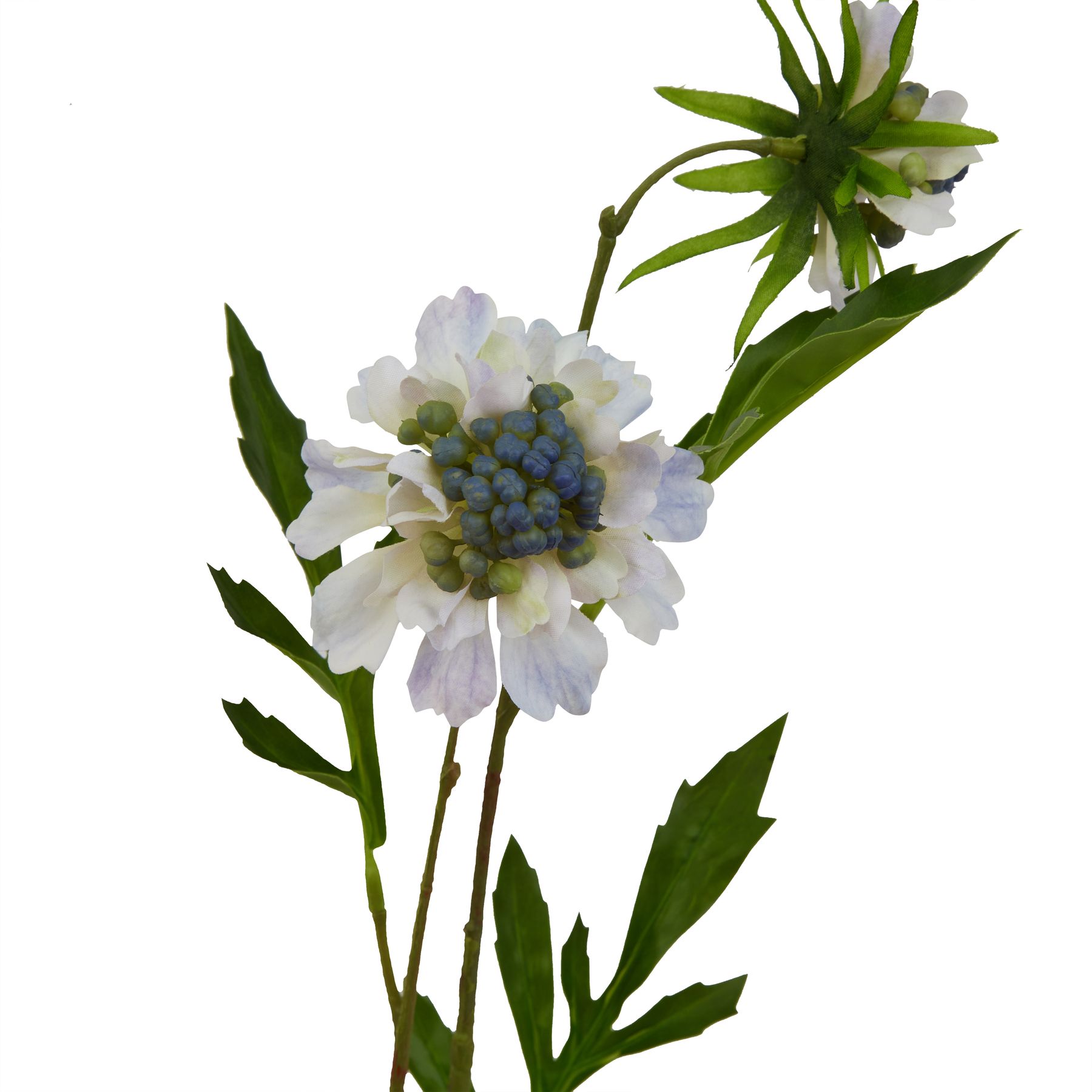 Pale Blue Scabious Stem - Image 2