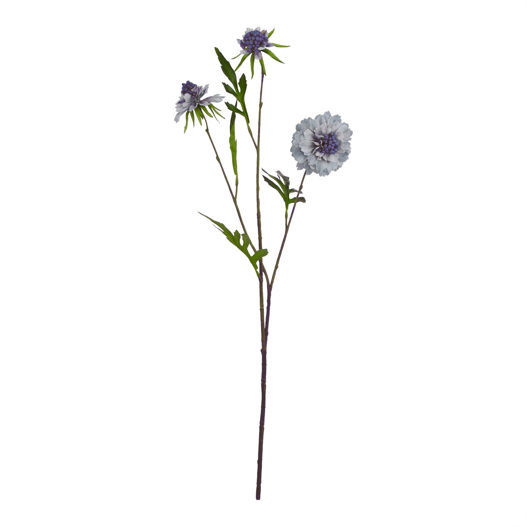 Pale Blue Scabious Stem - Image 1