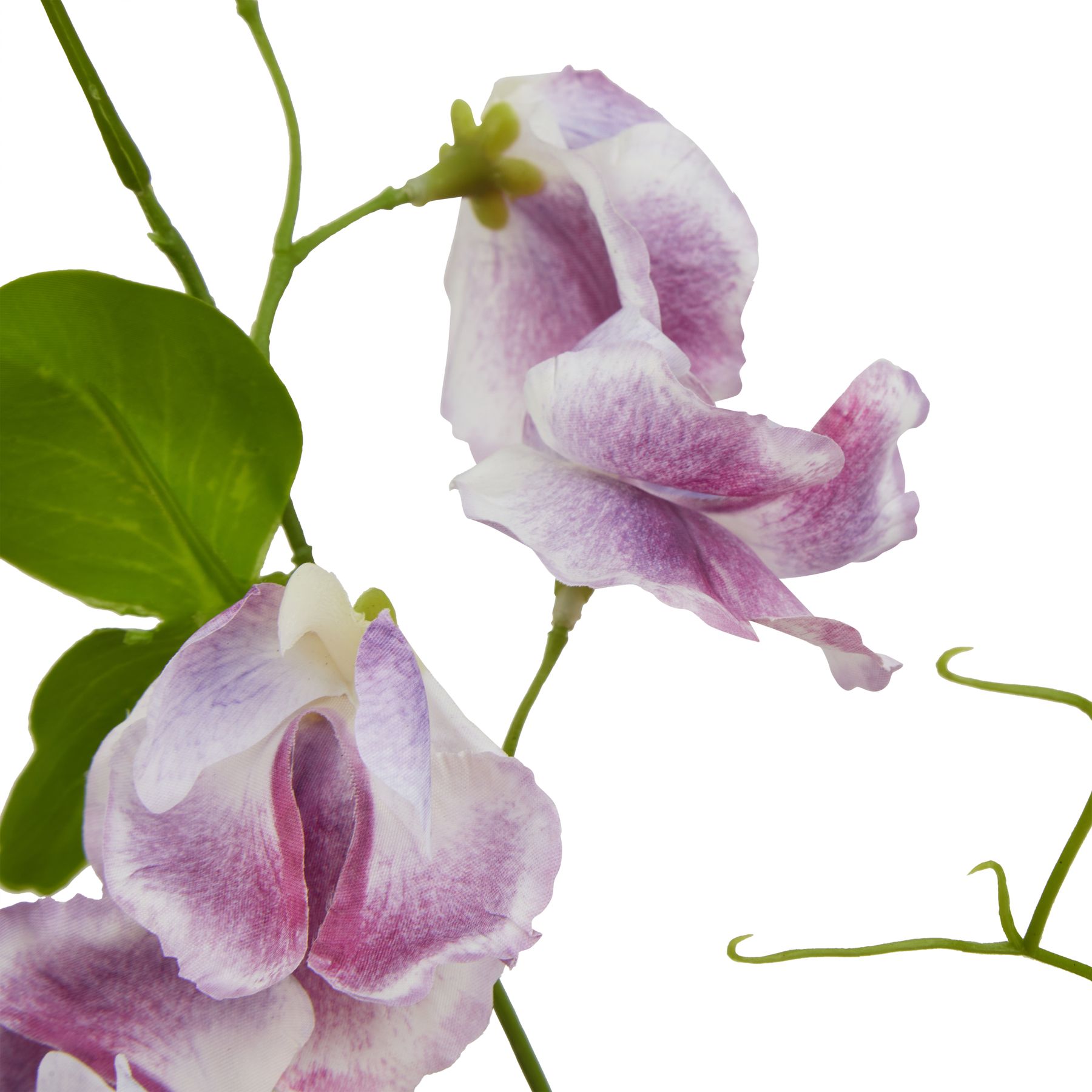 The Natural Garden Collection Purple Sweetpea Stem - Image 2