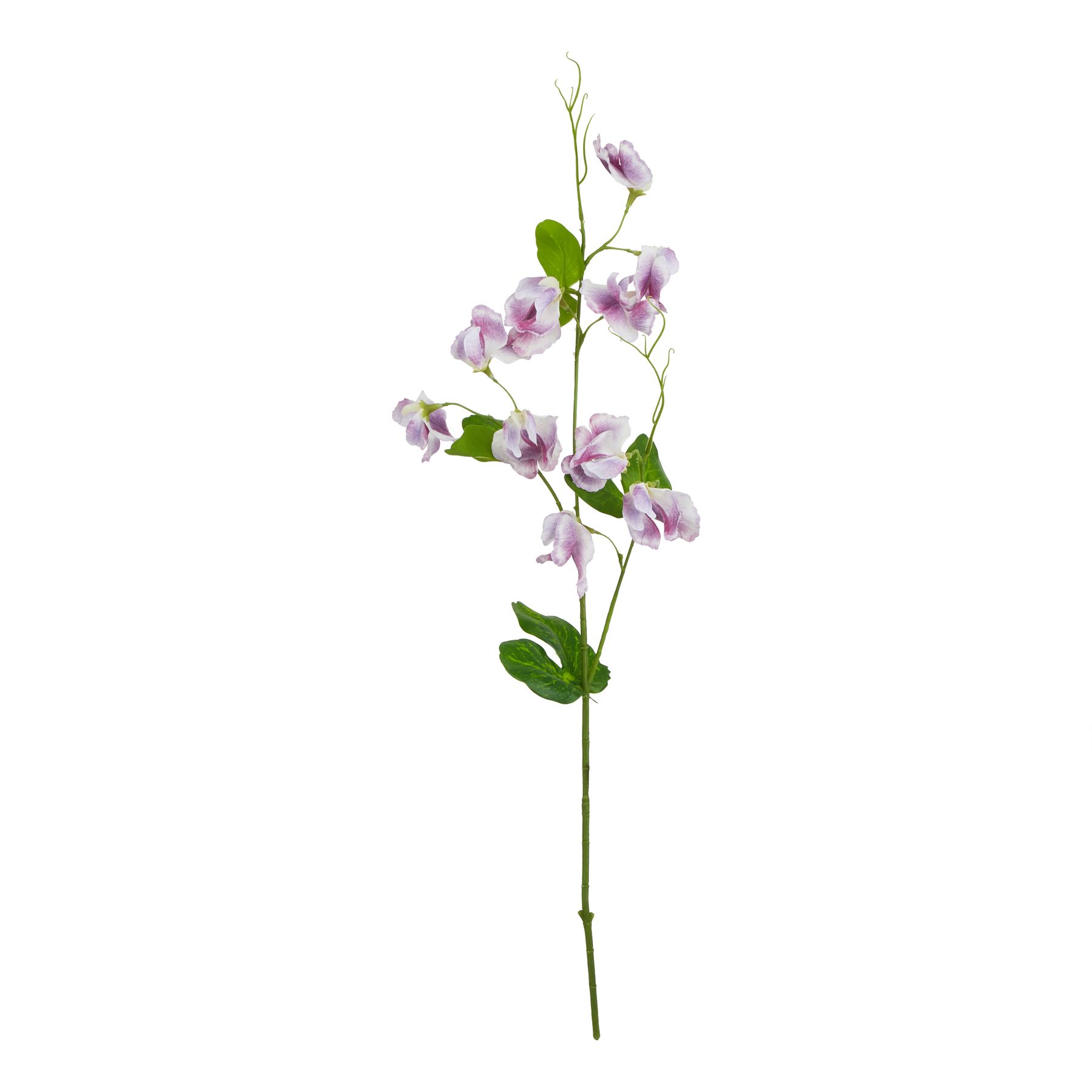 The Natural Garden Collection Purple Sweetpea Stem - Image 1