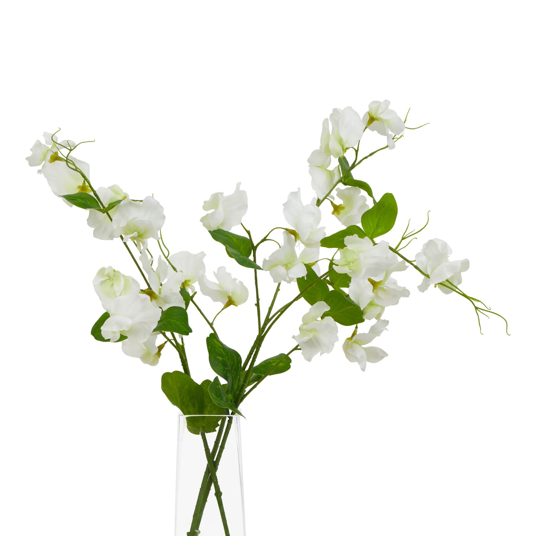 The Natural Garden Collection White Sweetpea Stem - Image 3