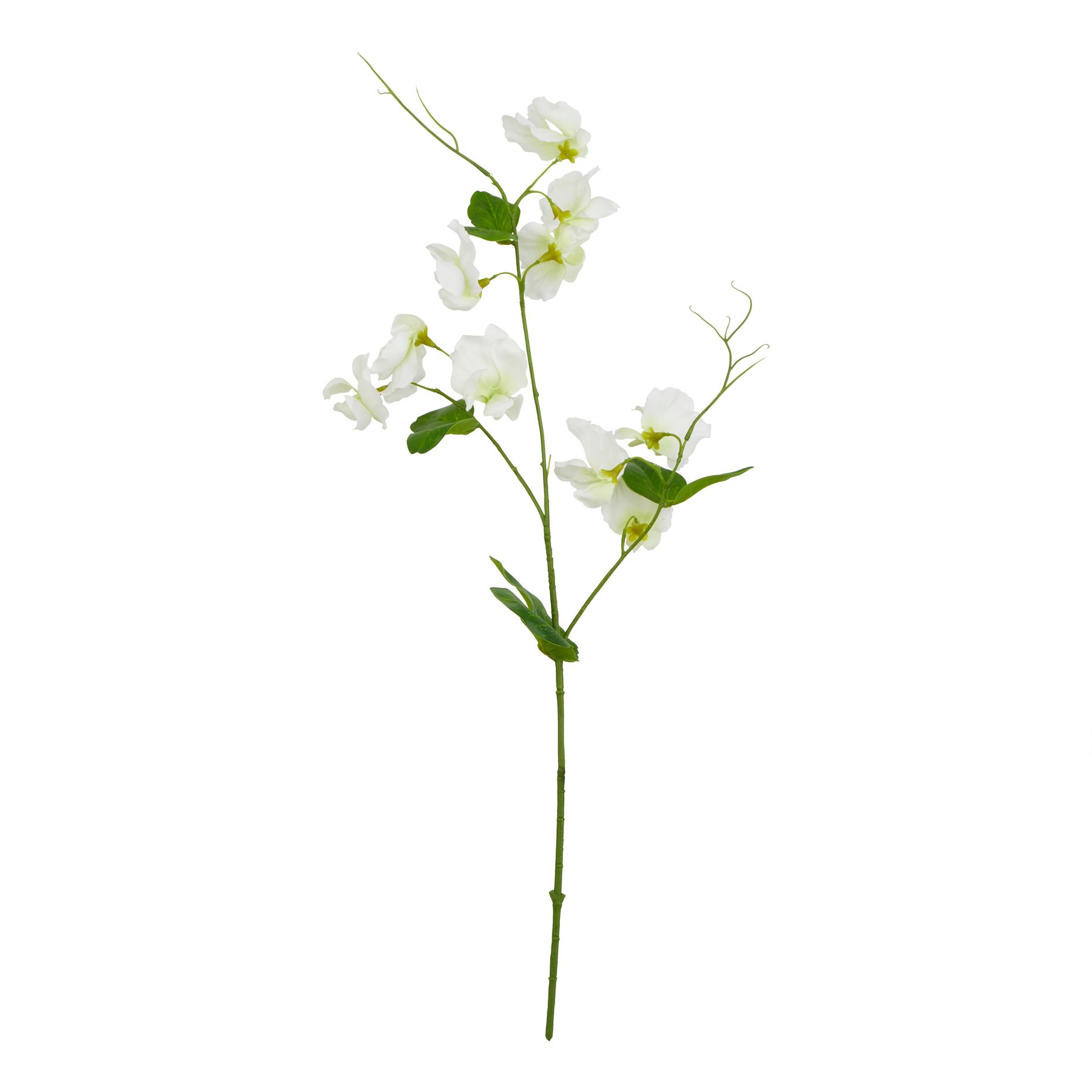 The Natural Garden Collection White Sweetpea Stem - Image 1