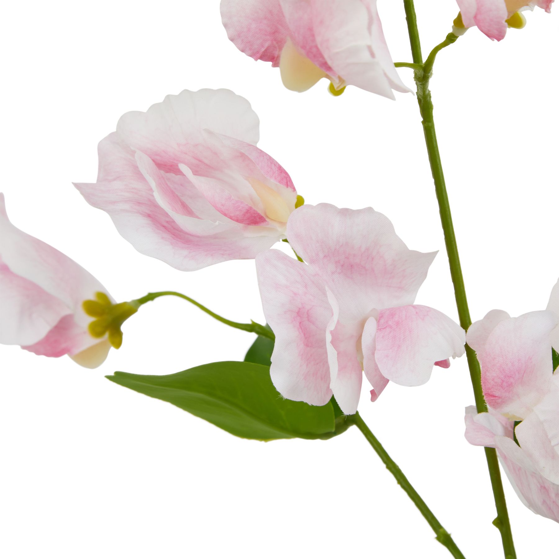 The Natural Garden Collection Pale Pink Sweetpea Stem - Image 2