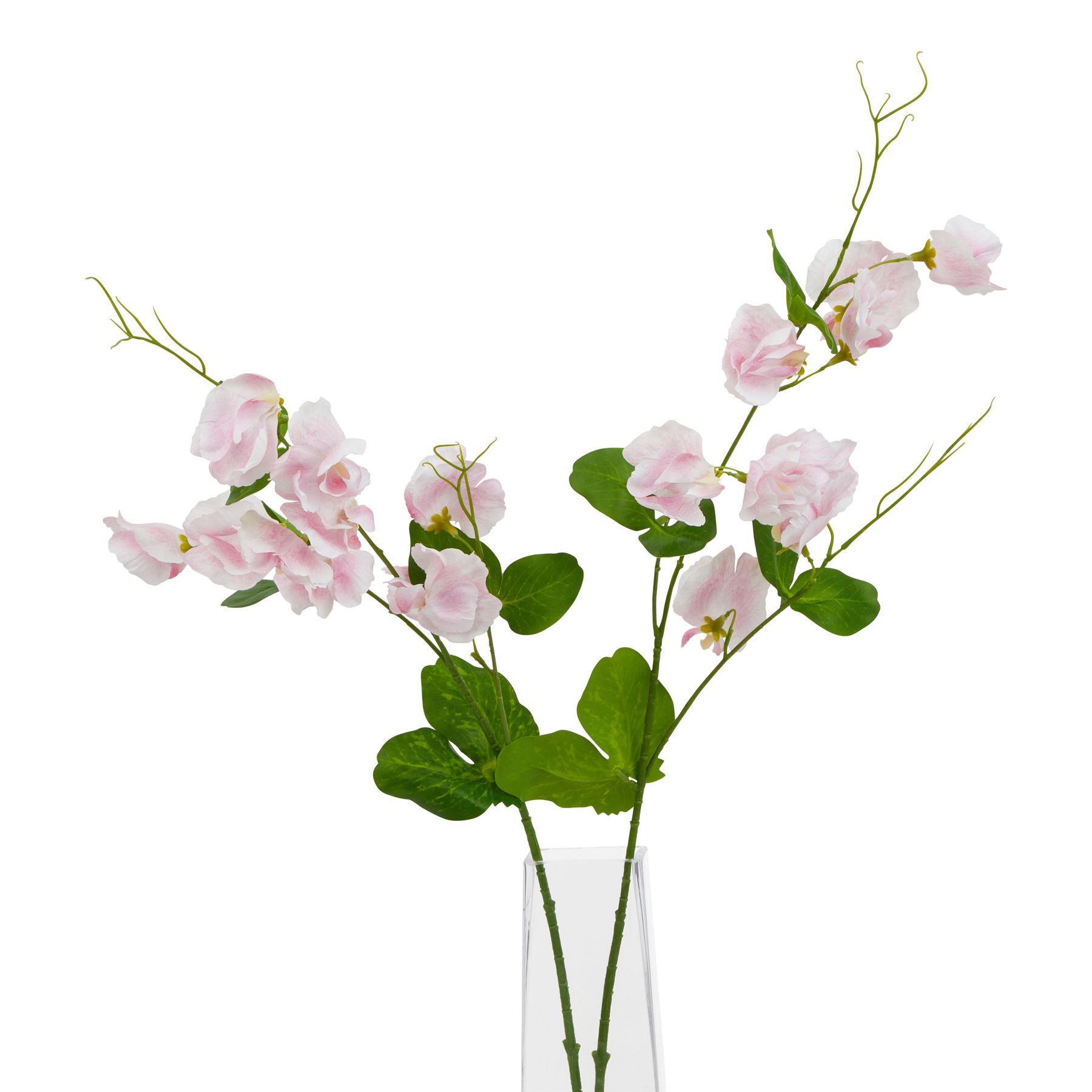 The Natural Garden Collection Pale Pink Sweetpea Stem - Image 3