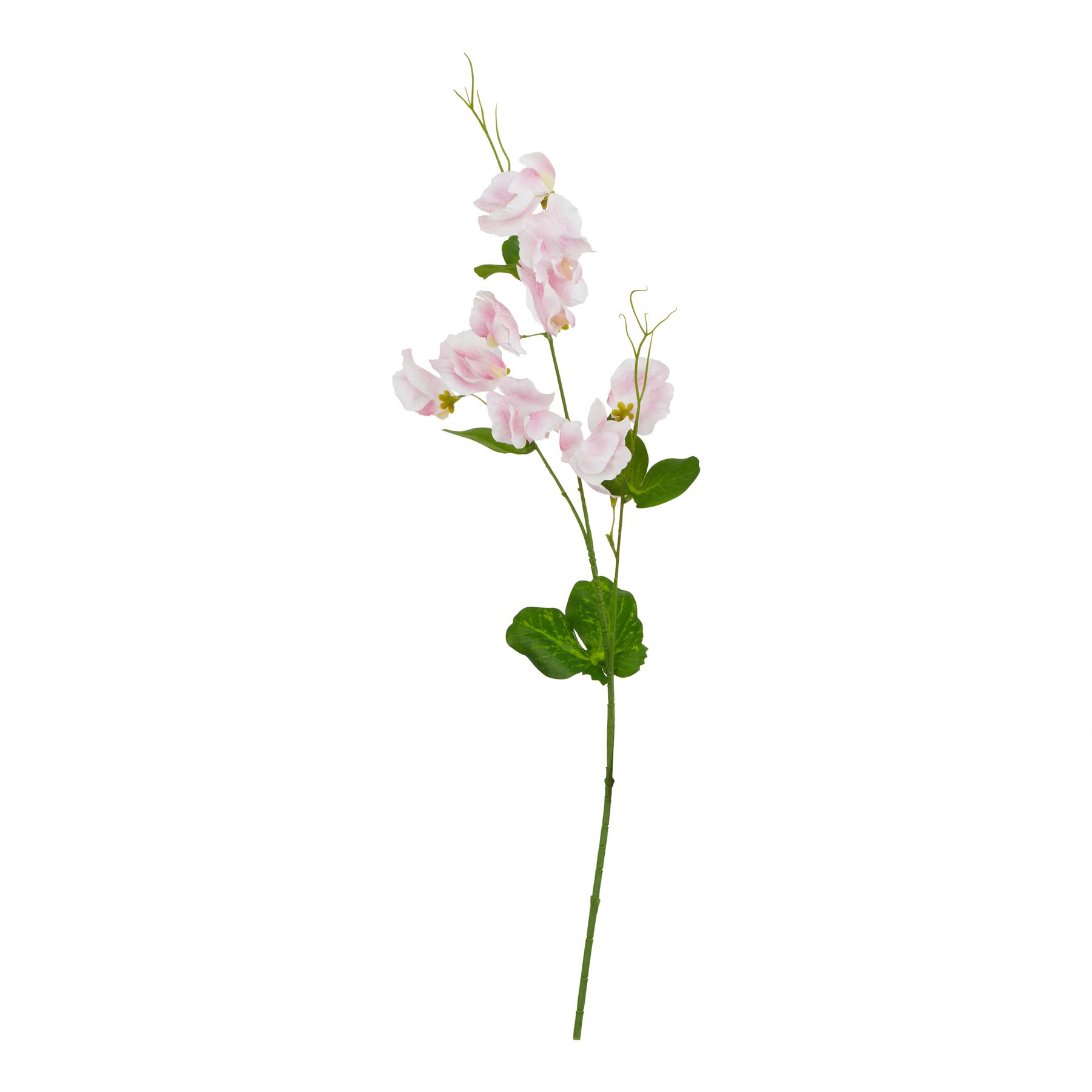 The Natural Garden Collection Pale Pink Sweetpea Stem - Image 1