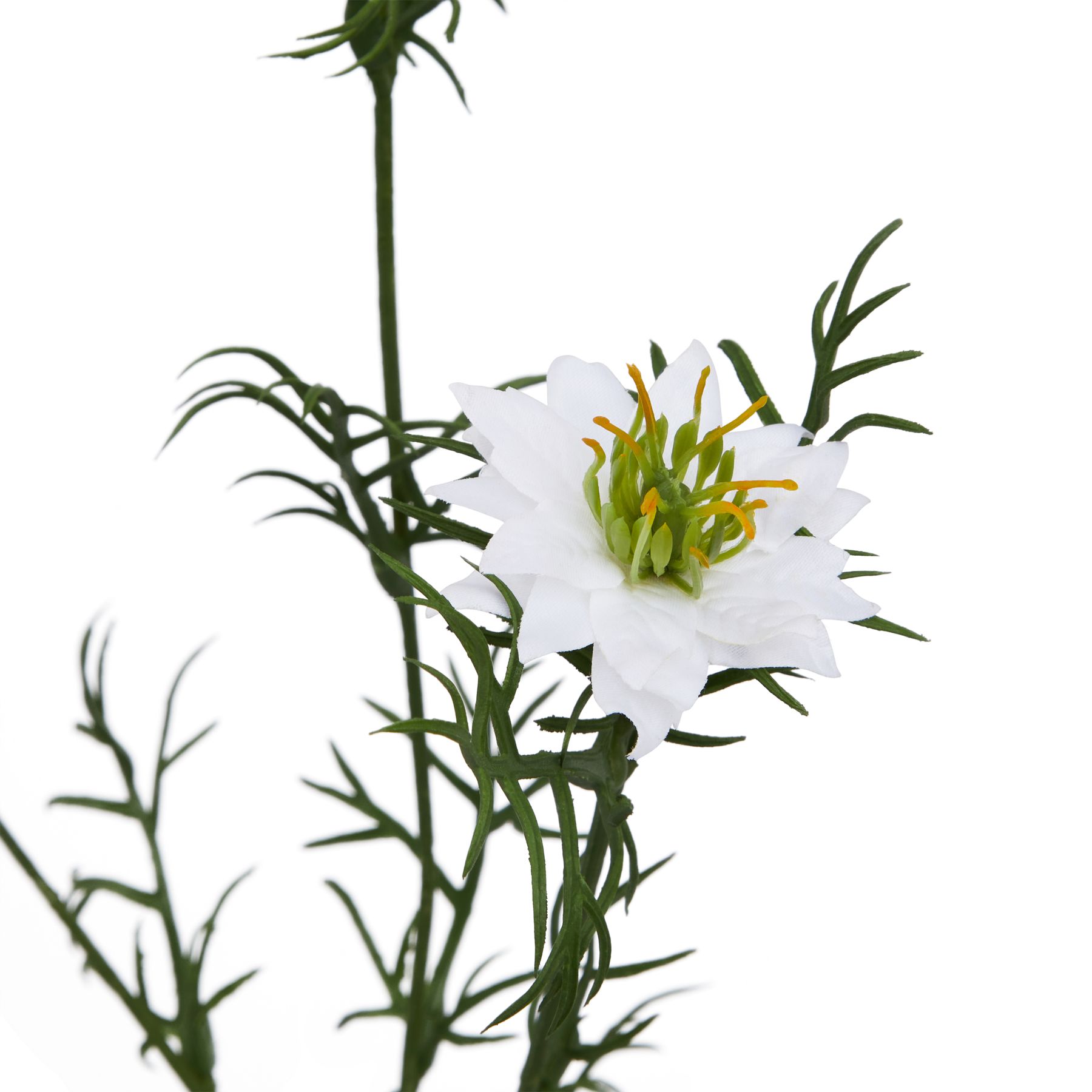 The Natural Garden Collection White Nigella Love In A Mist - Image 2