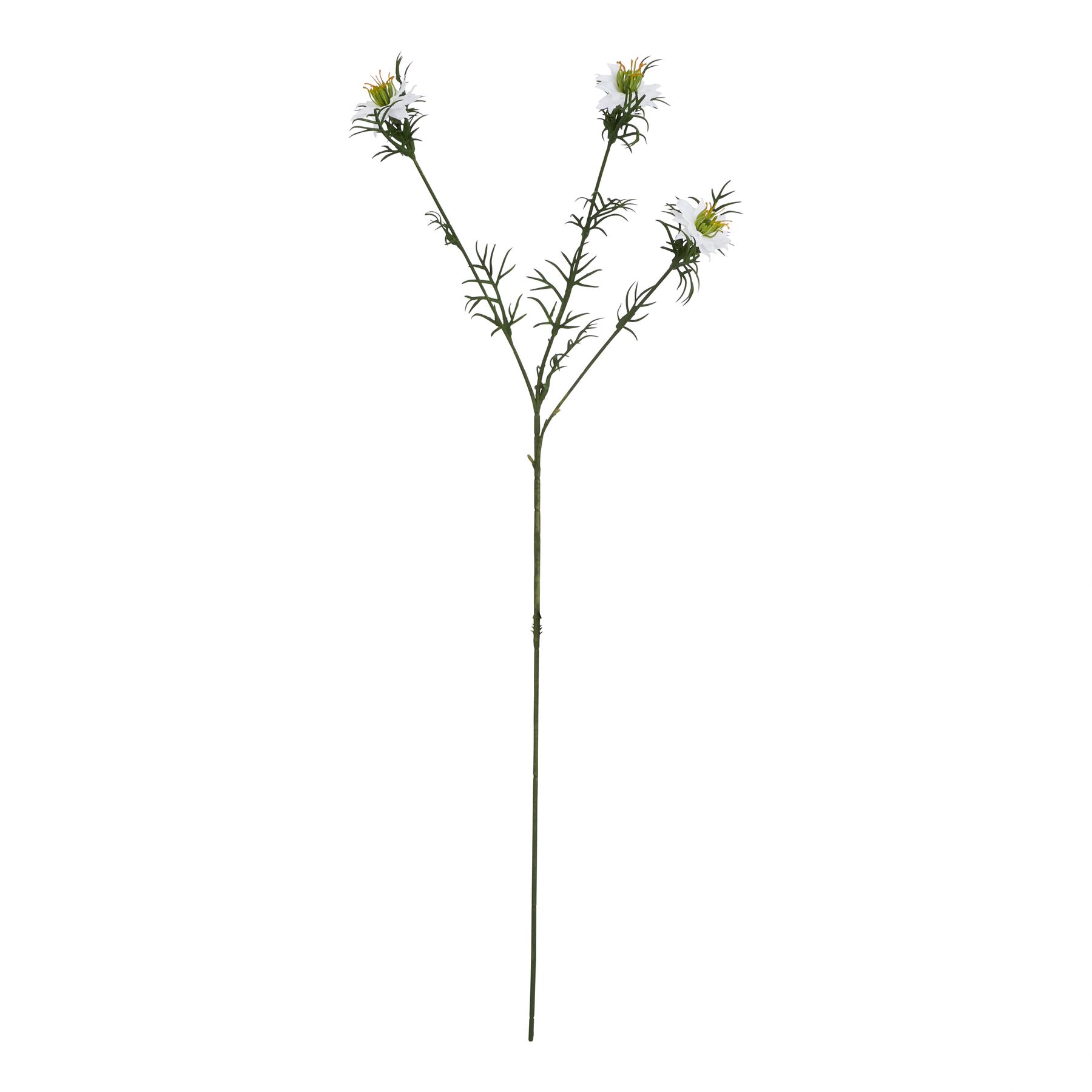 The Natural Garden Collection White Nigella Love In A Mist - Image 1