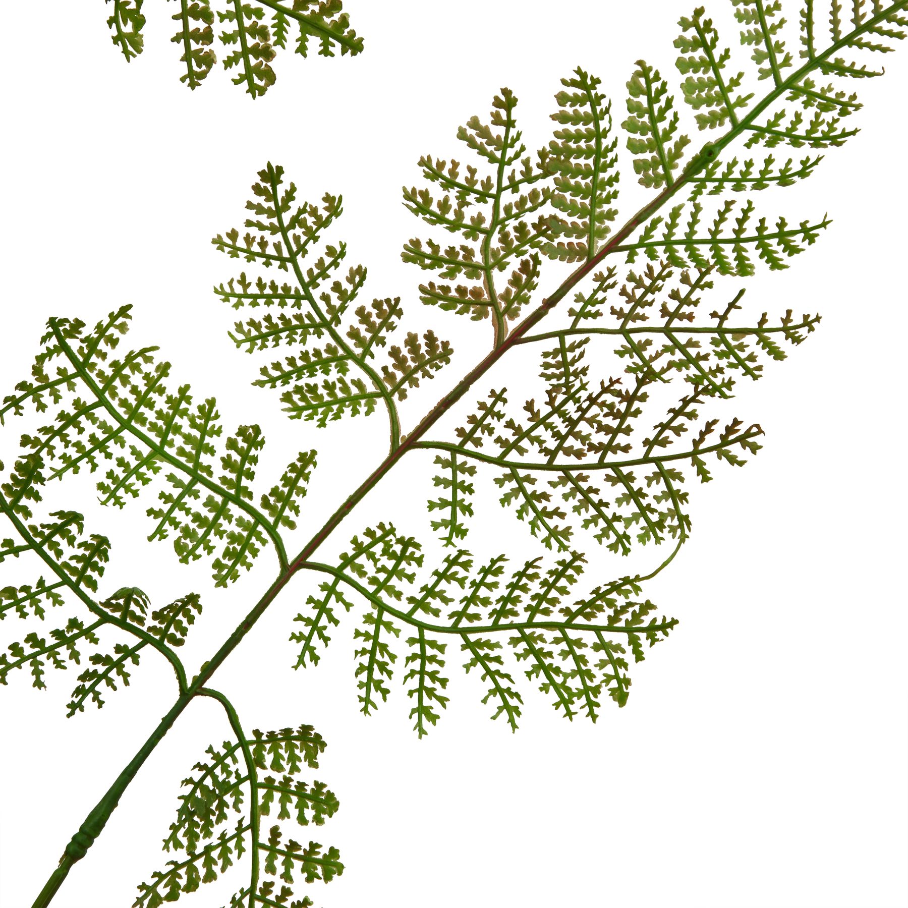 The Natural Garden Collection Large Bracken Fern Spray - Image 2