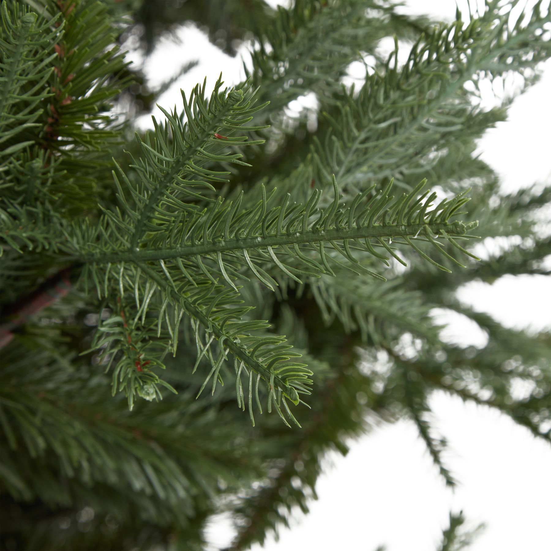 Large Pine Tree - Image 3