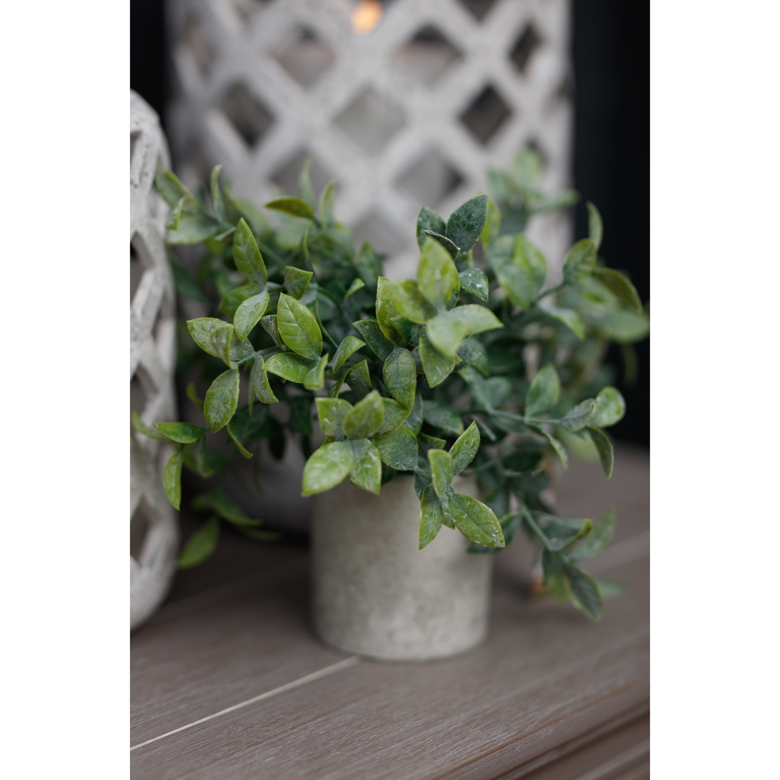 Small Box Plant In Grey Pot - Image 3