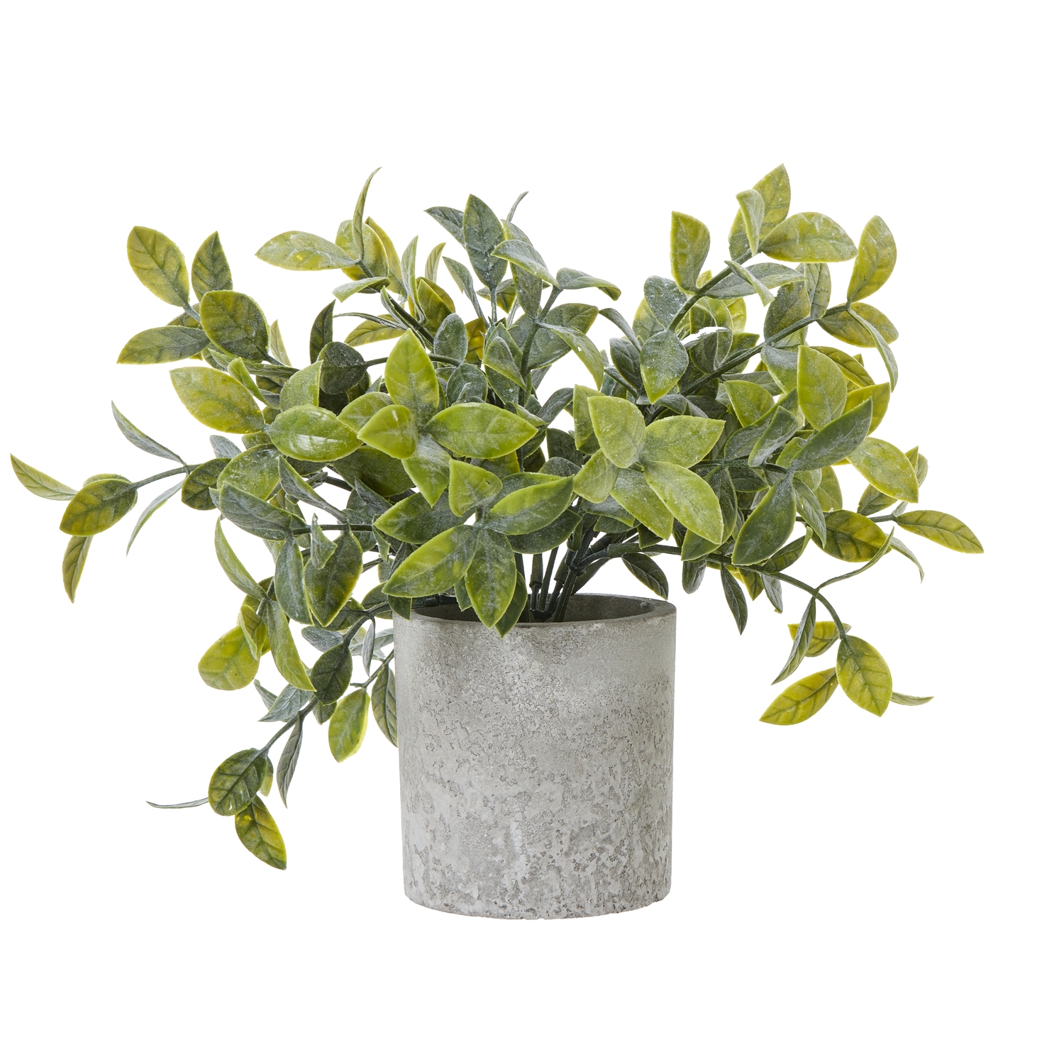 Small Box Plant In Grey Pot - Image 1