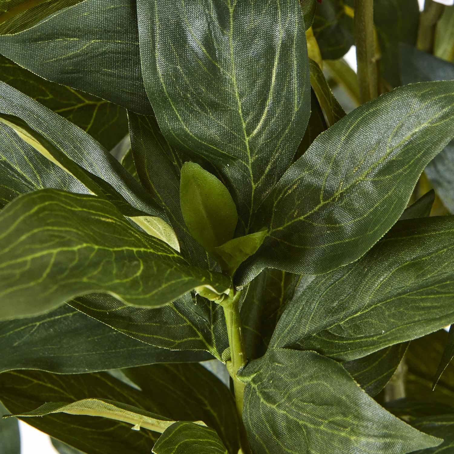 Large White Peony Plant In Pot - Image 3