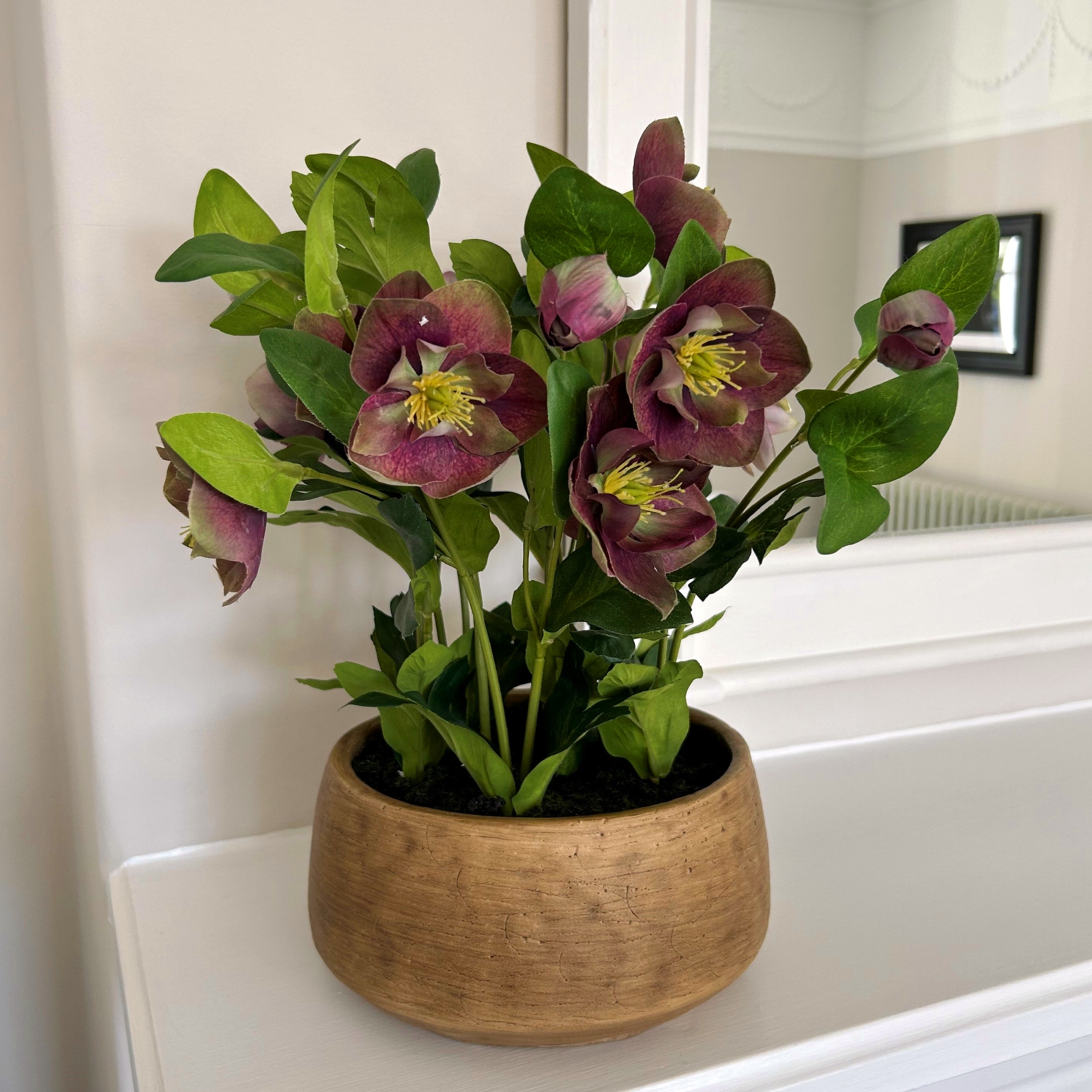 Deep Plum Hellebore Plant In Taupe Pot - Image 2